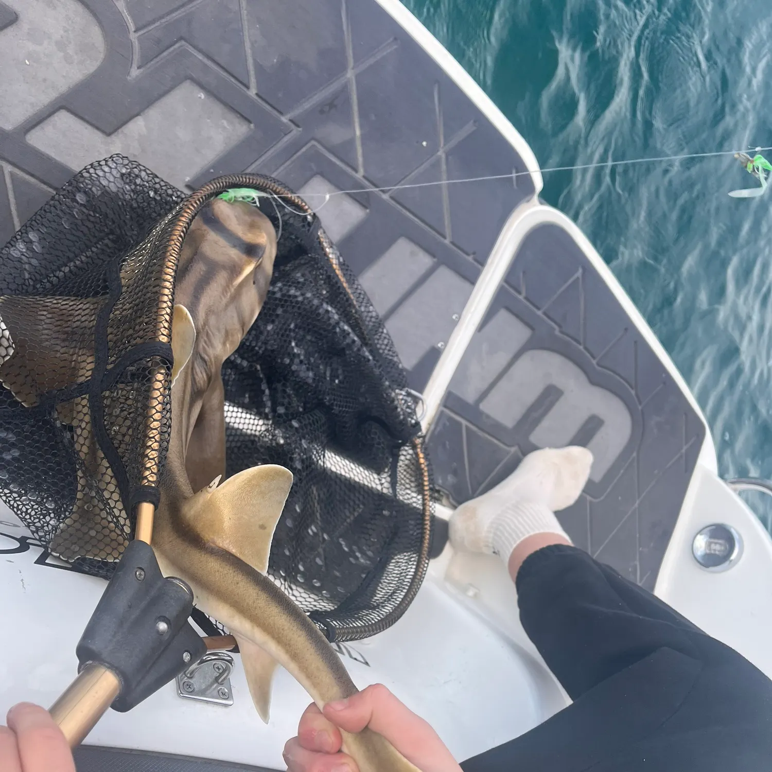 The most recent Southern fiddler catches on Fishbrain
