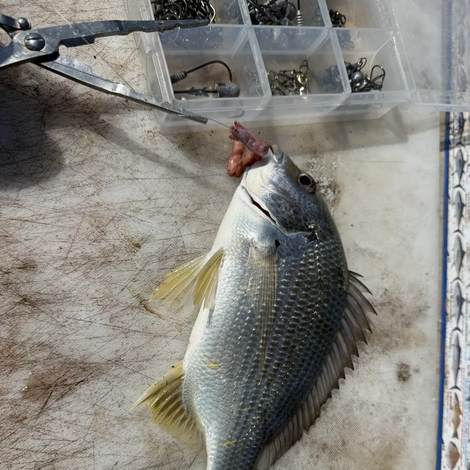Surf bream caught on Fishbrain