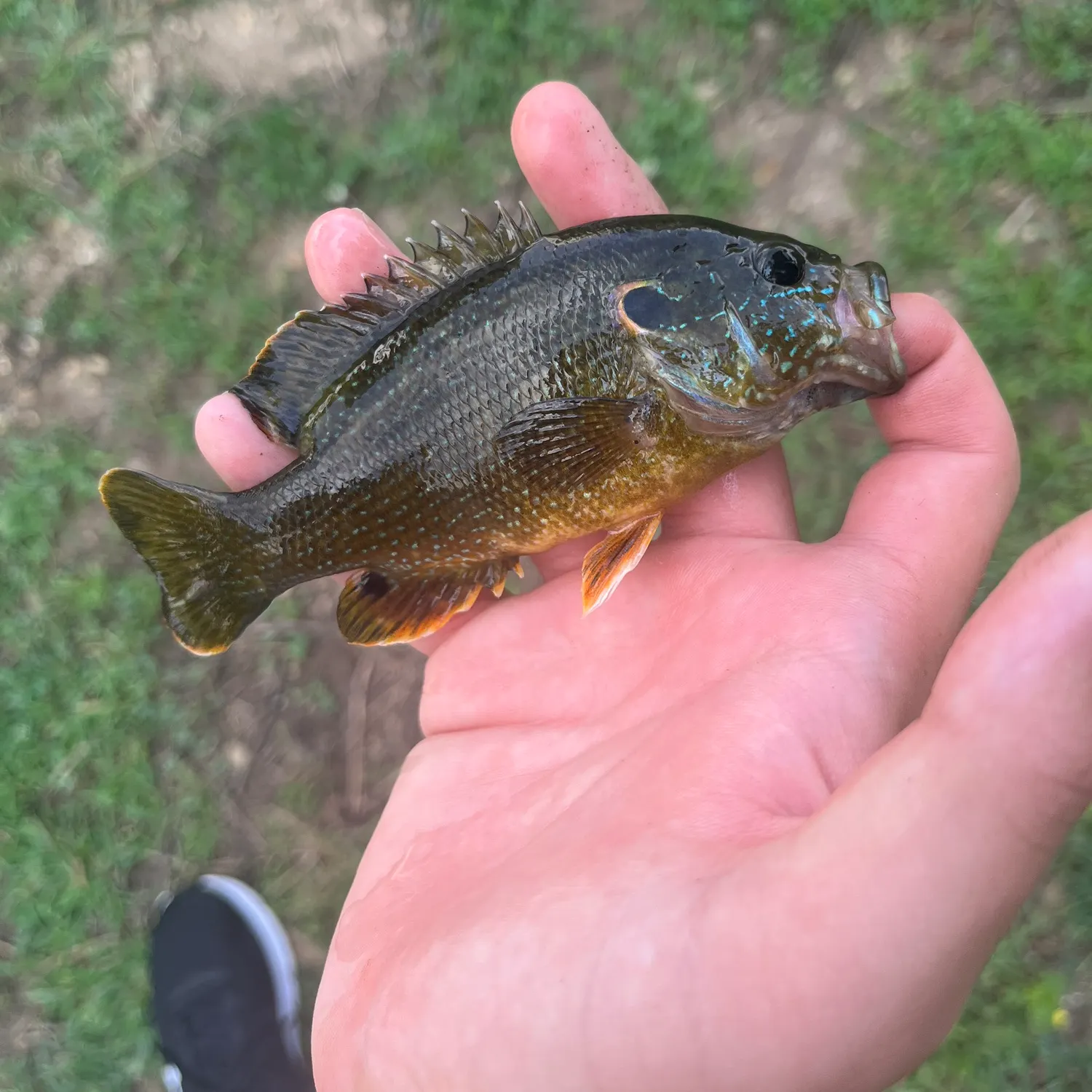 Green sunfish caught on Fishbrain