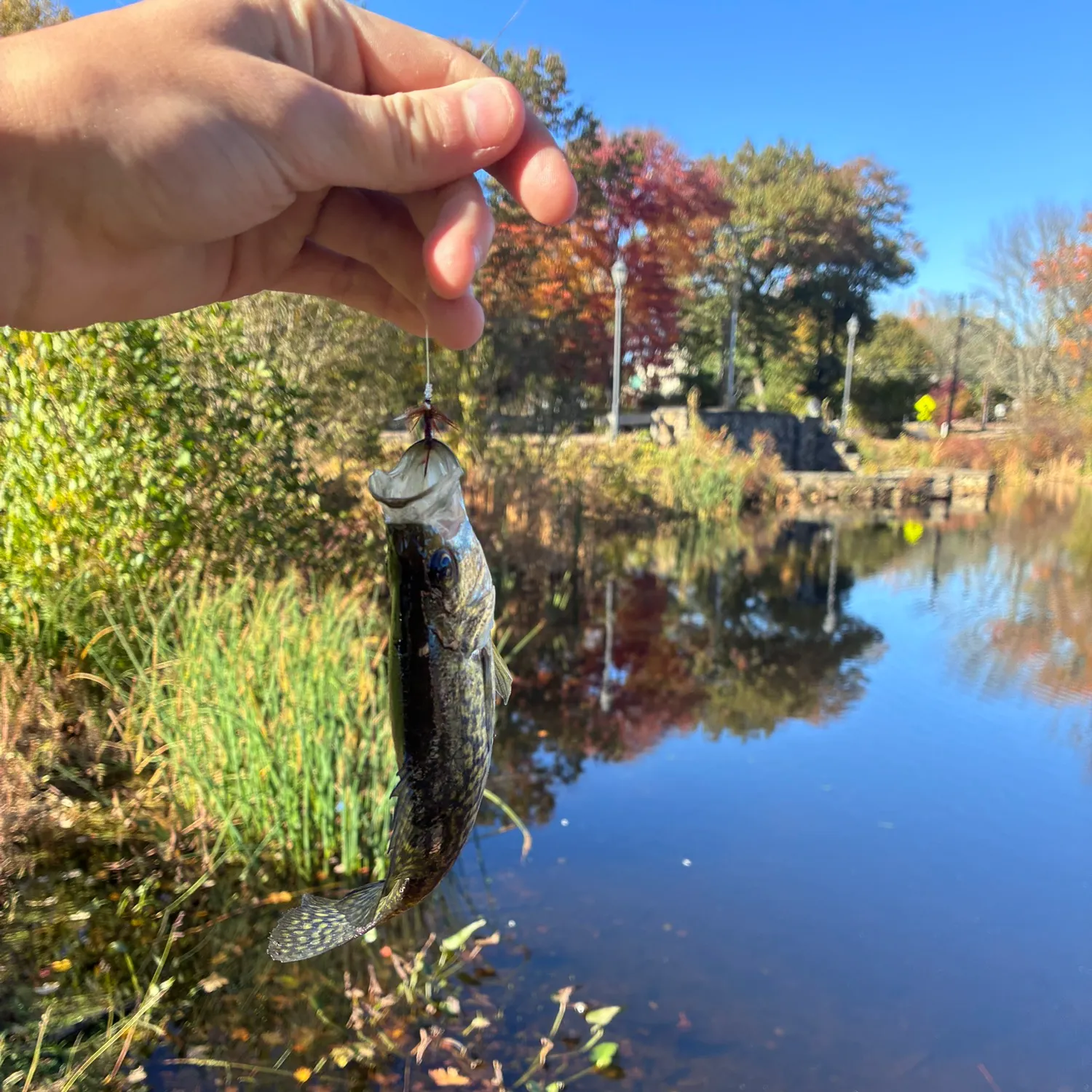 Black crappie caught on Fishbrain