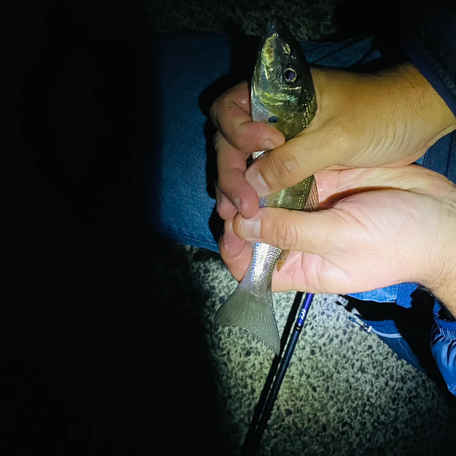 Sand sillago caught on Fishbrain