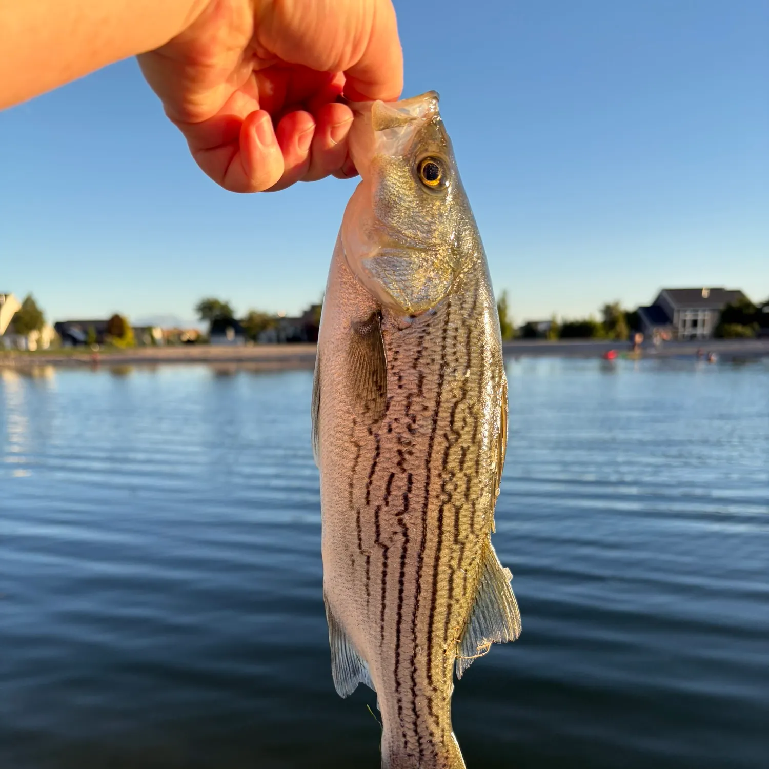 The most recent Wiper catches on Fishbrain