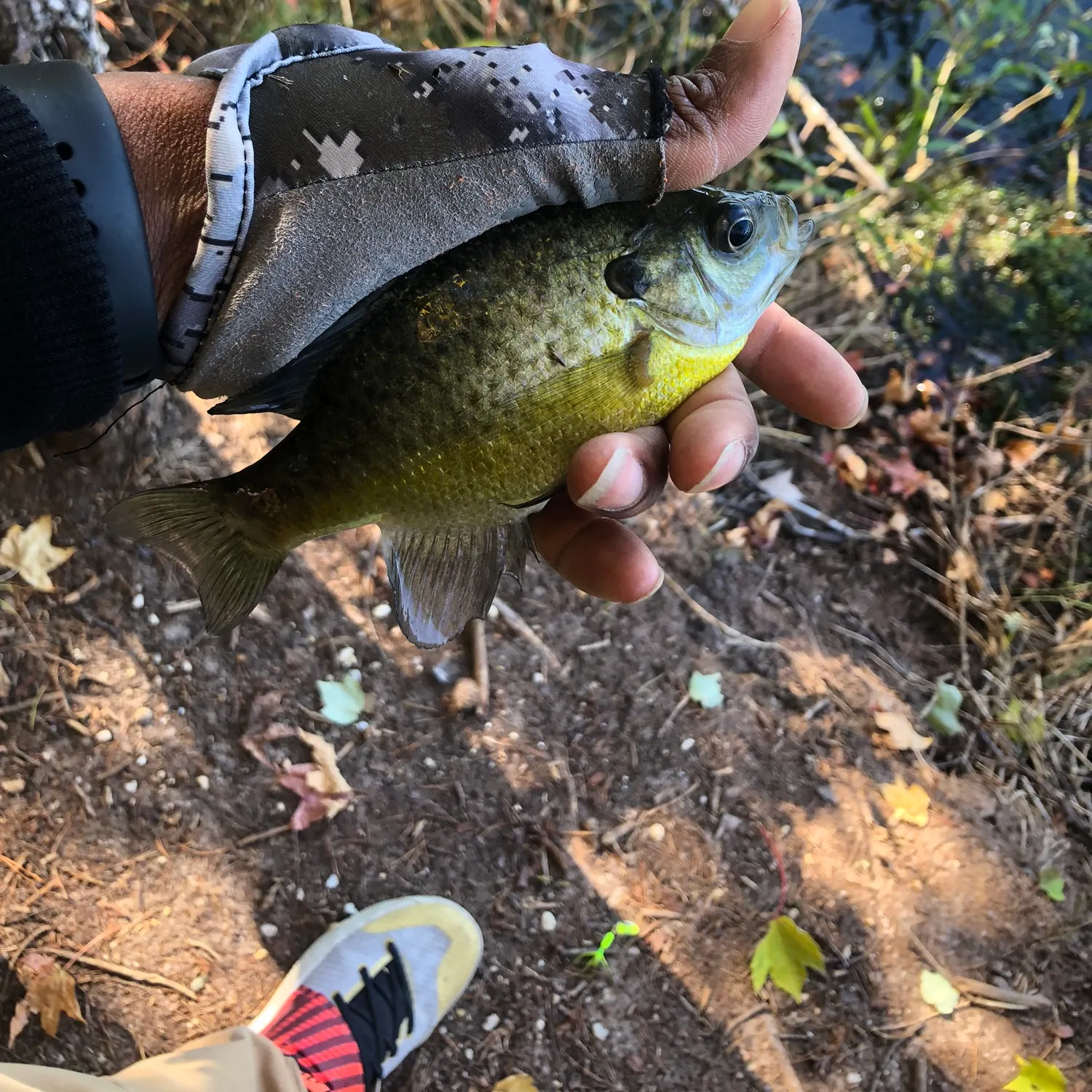 Bluegill caught on Fishbrain