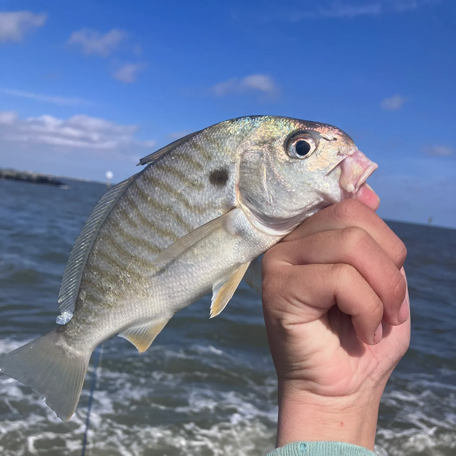 Spot croaker caught on Fishbrain