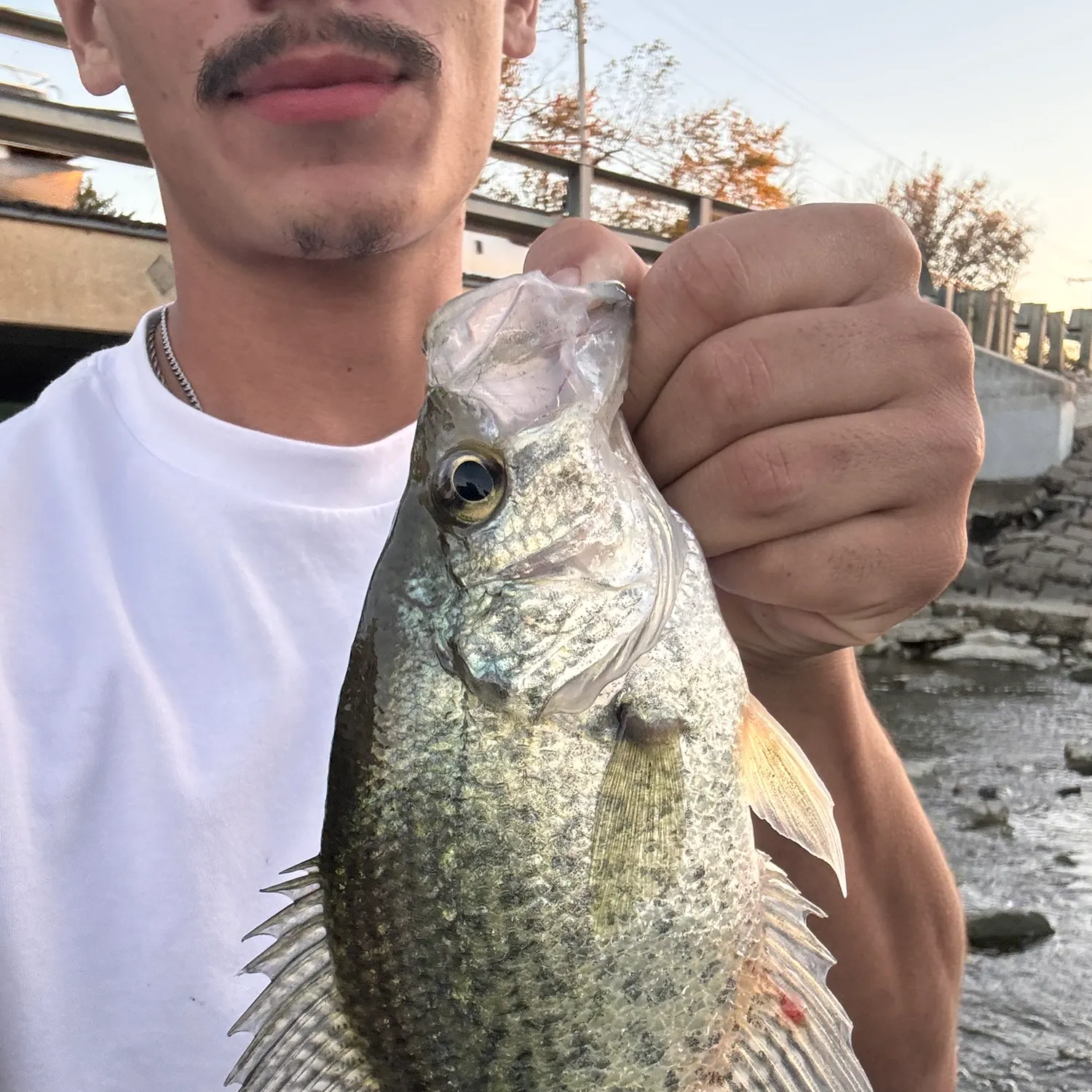 Black crappie caught on Fishbrain