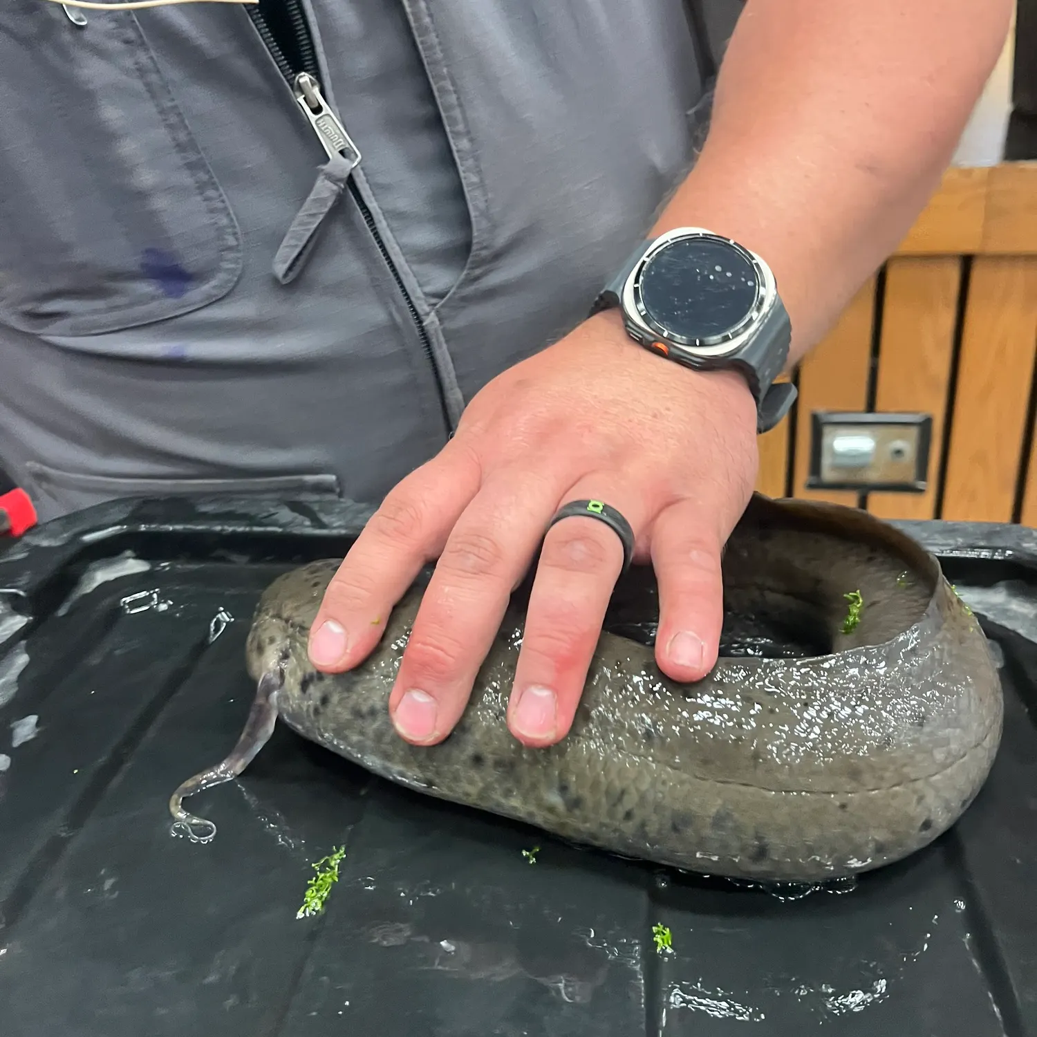 The most recent Australian Lungfish catches on Fishbrain