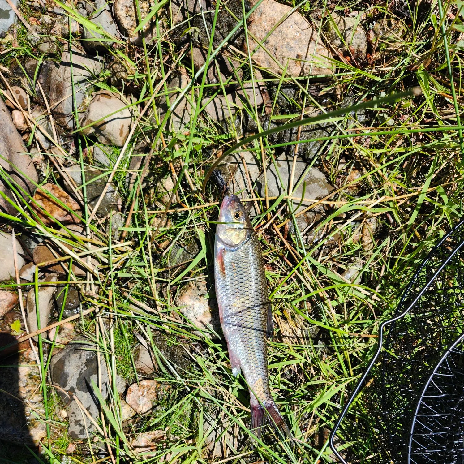 The most recent Fallfish catches on Fishbrain