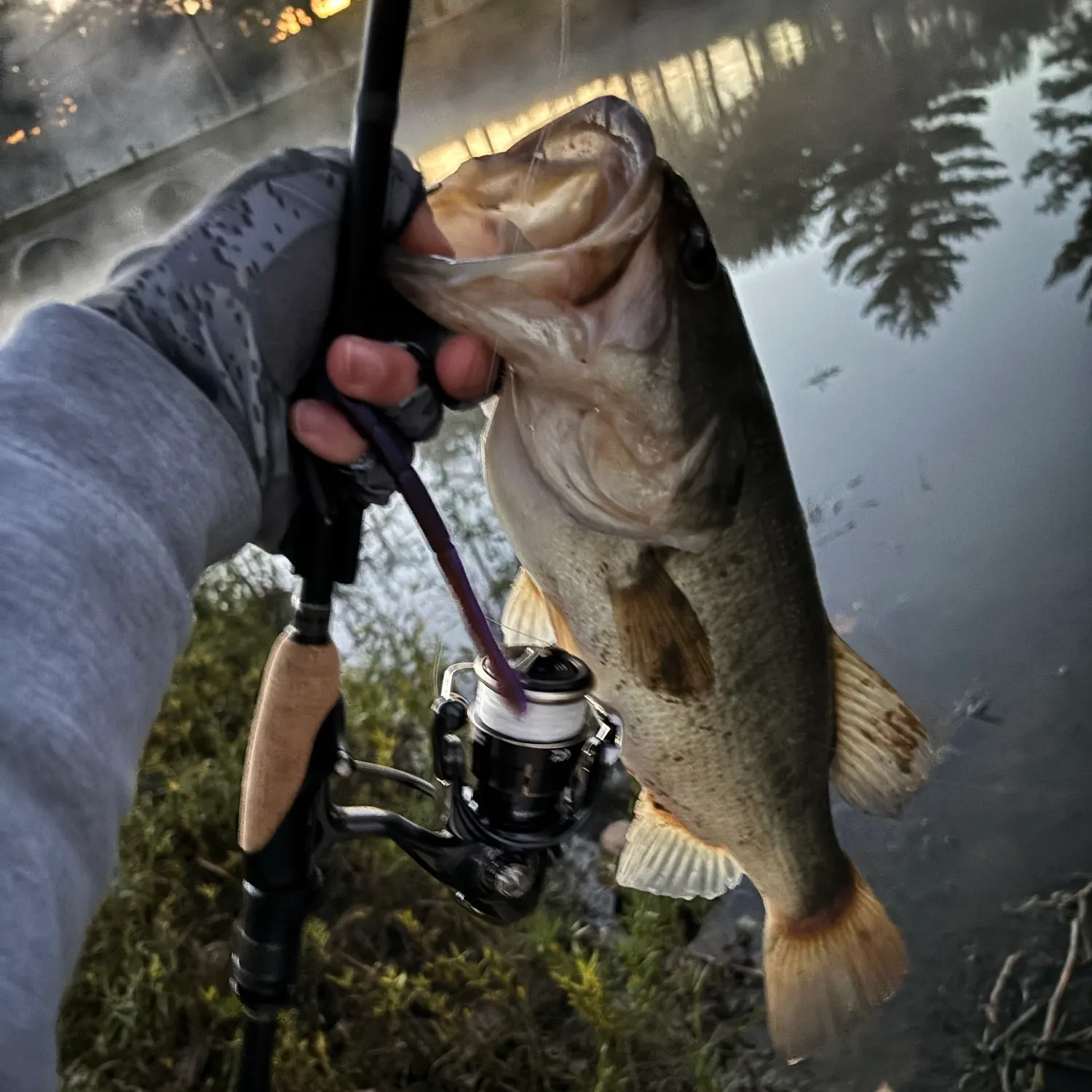 Largemouth bass caught on Fishbrain