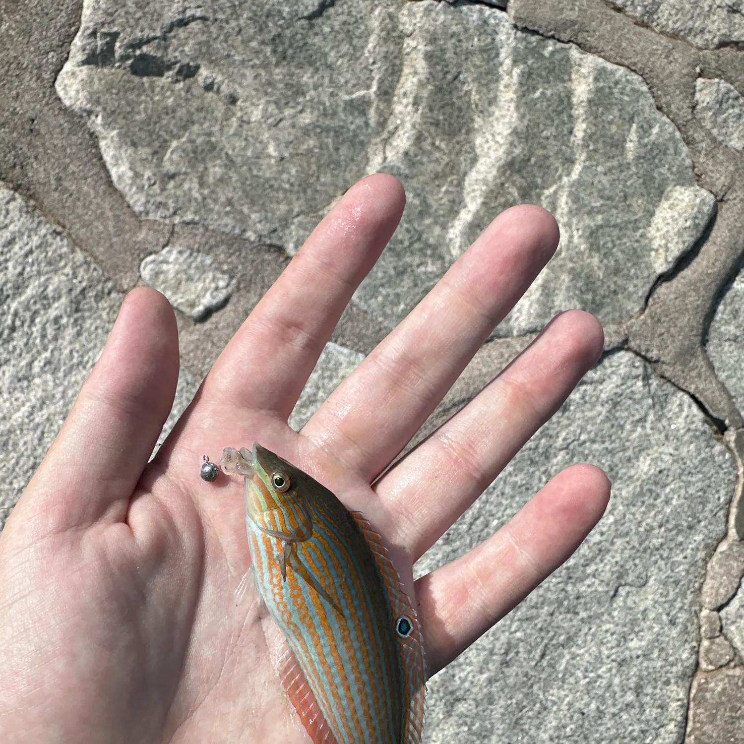 The most recent Bubblefin wrasse catches on Fishbrain