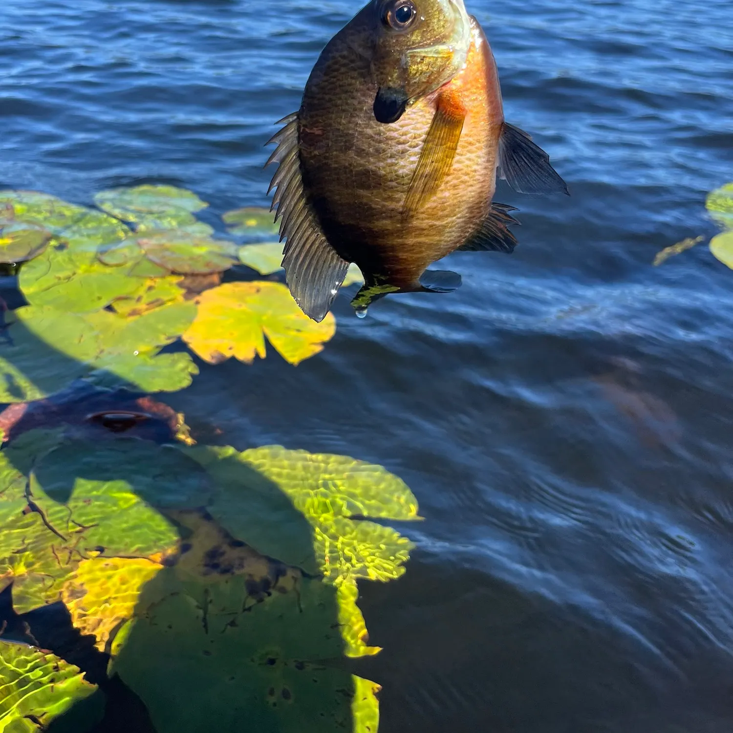Bluegill caught on Fishbrain
