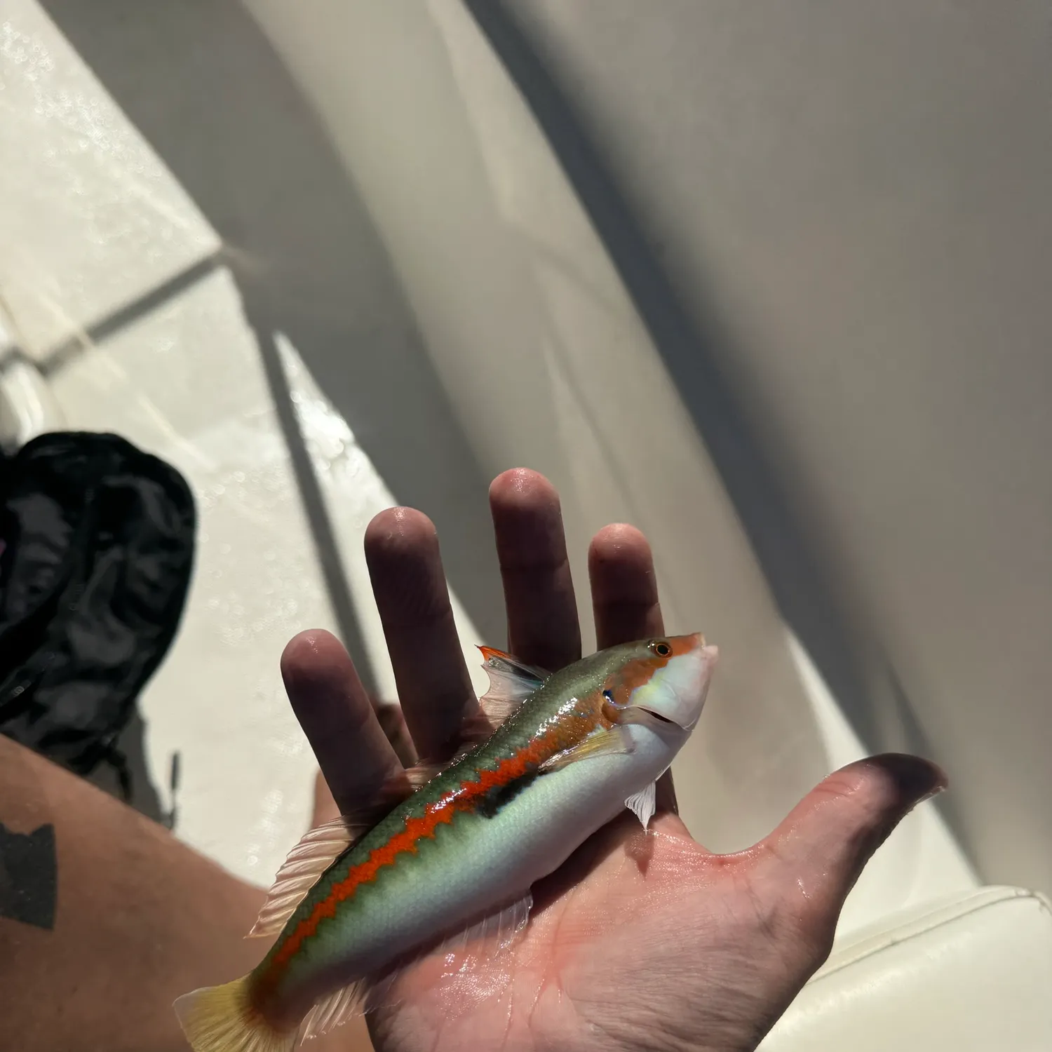 The most recent Mediterranean rainbow wrasse catches on Fishbrain