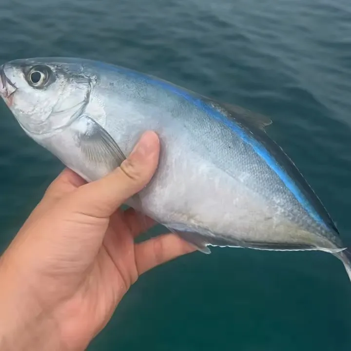 The most recent Bar jack catches on Fishbrain