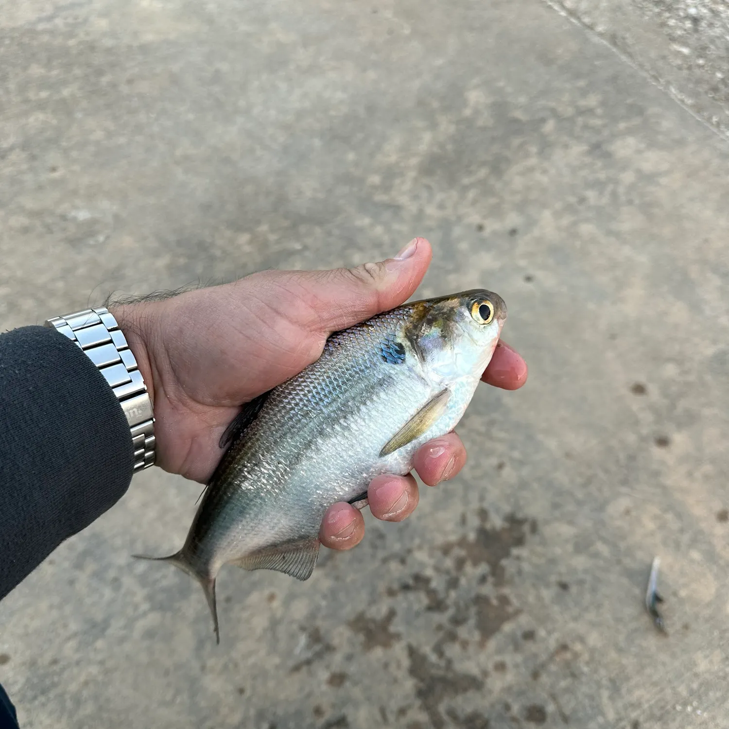 The most recent American gizzard shad catches on Fishbrain