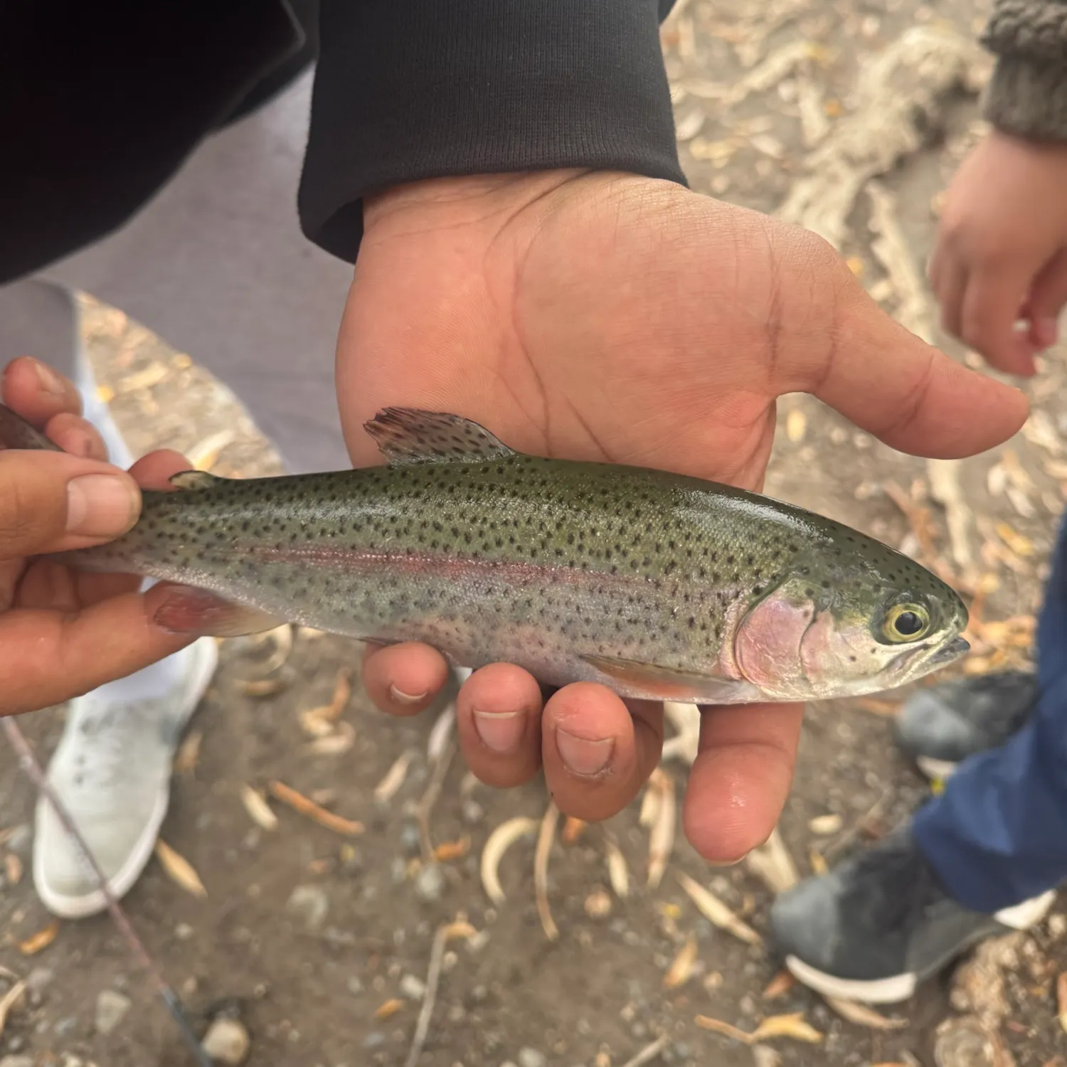 Cutbow caught on Fishbrain