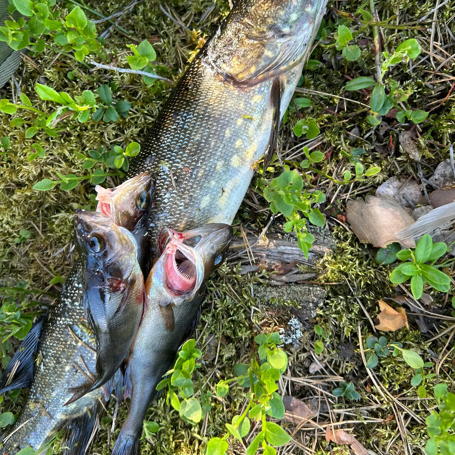 catch