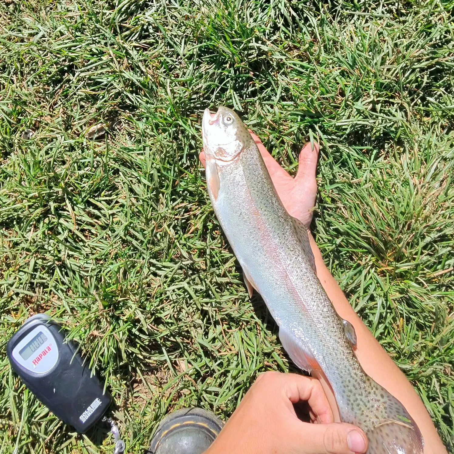 Rainbow trout caught on Fishbrain