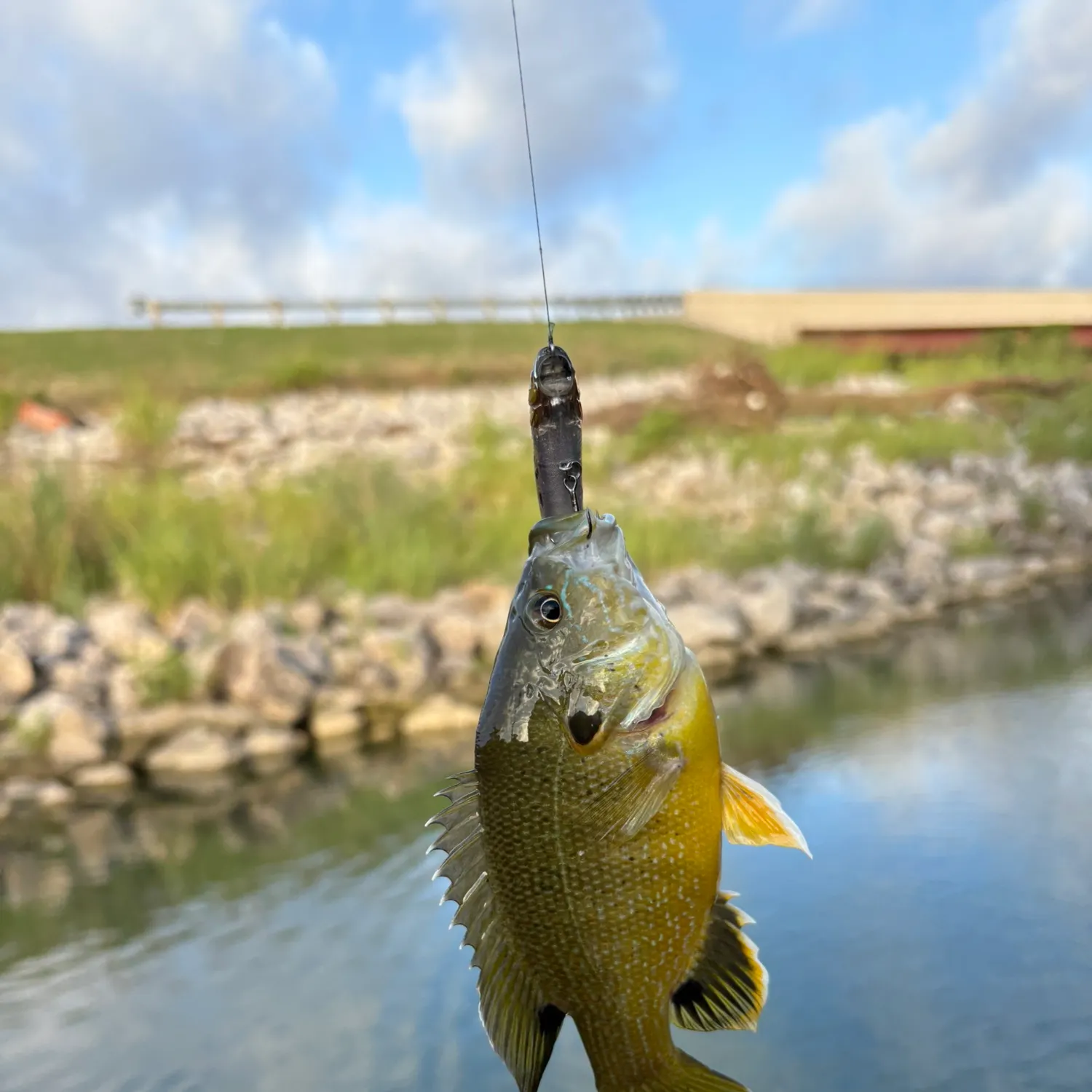 Green sunfish caught on Fishbrain