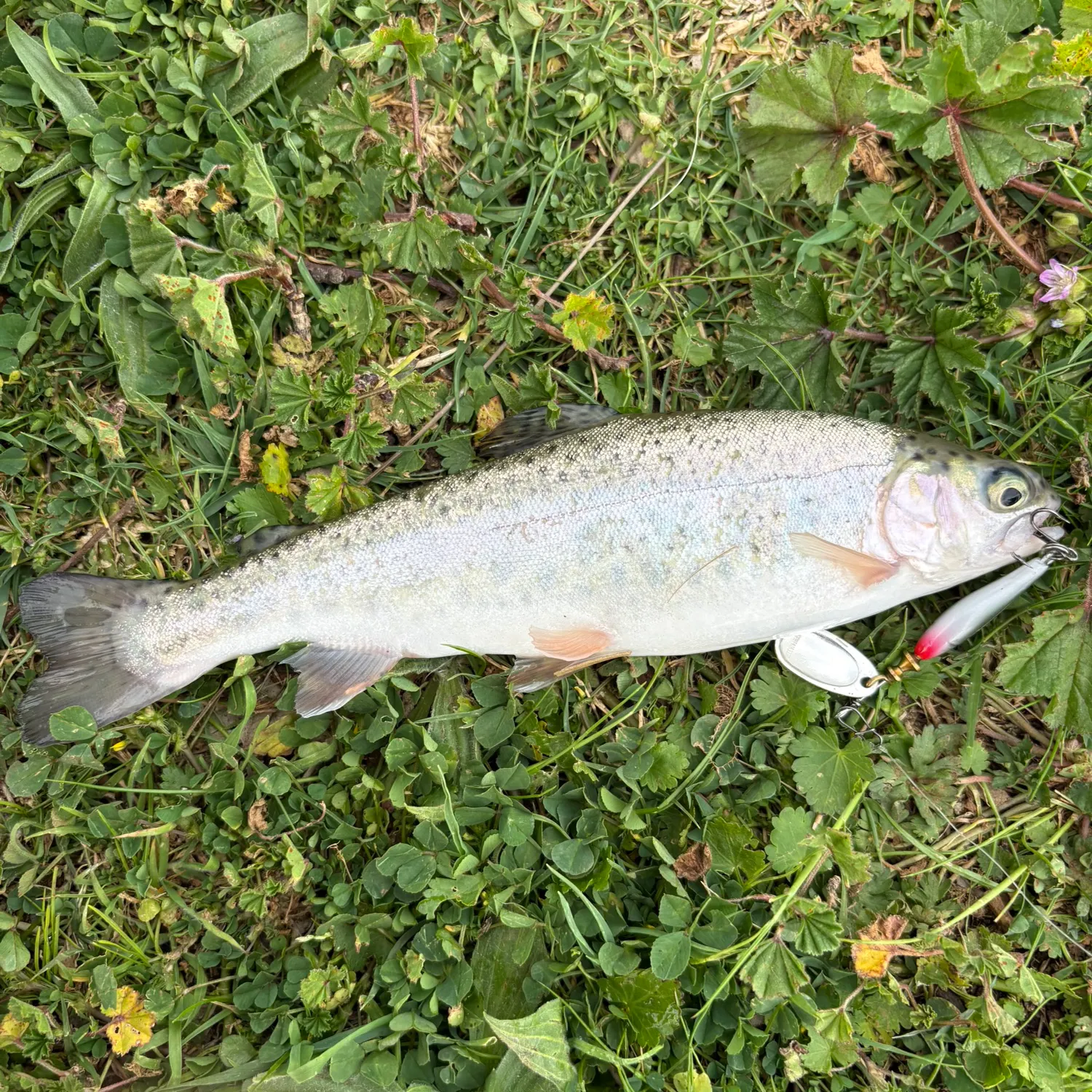 Rainbow trout caught on Fishbrain