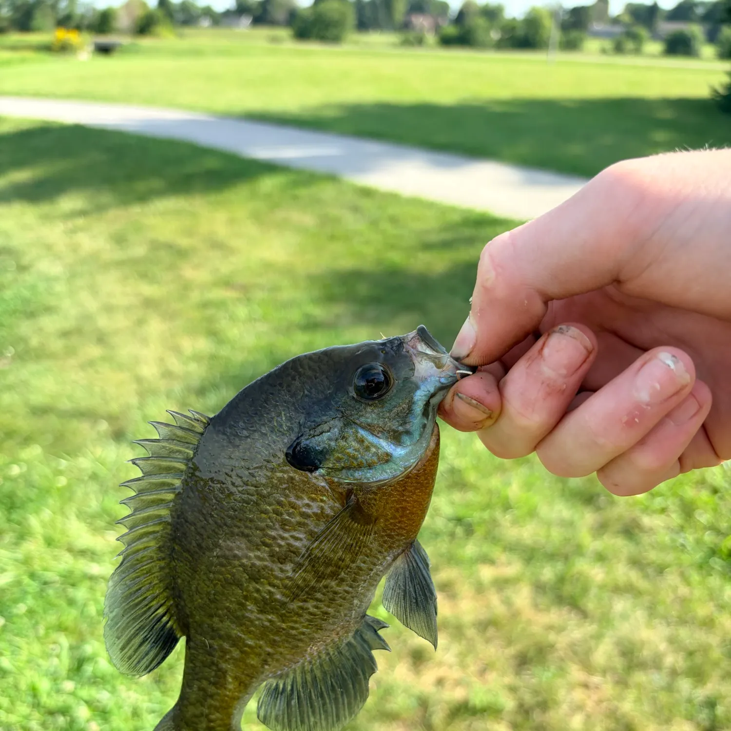 Bluegill caught on Fishbrain