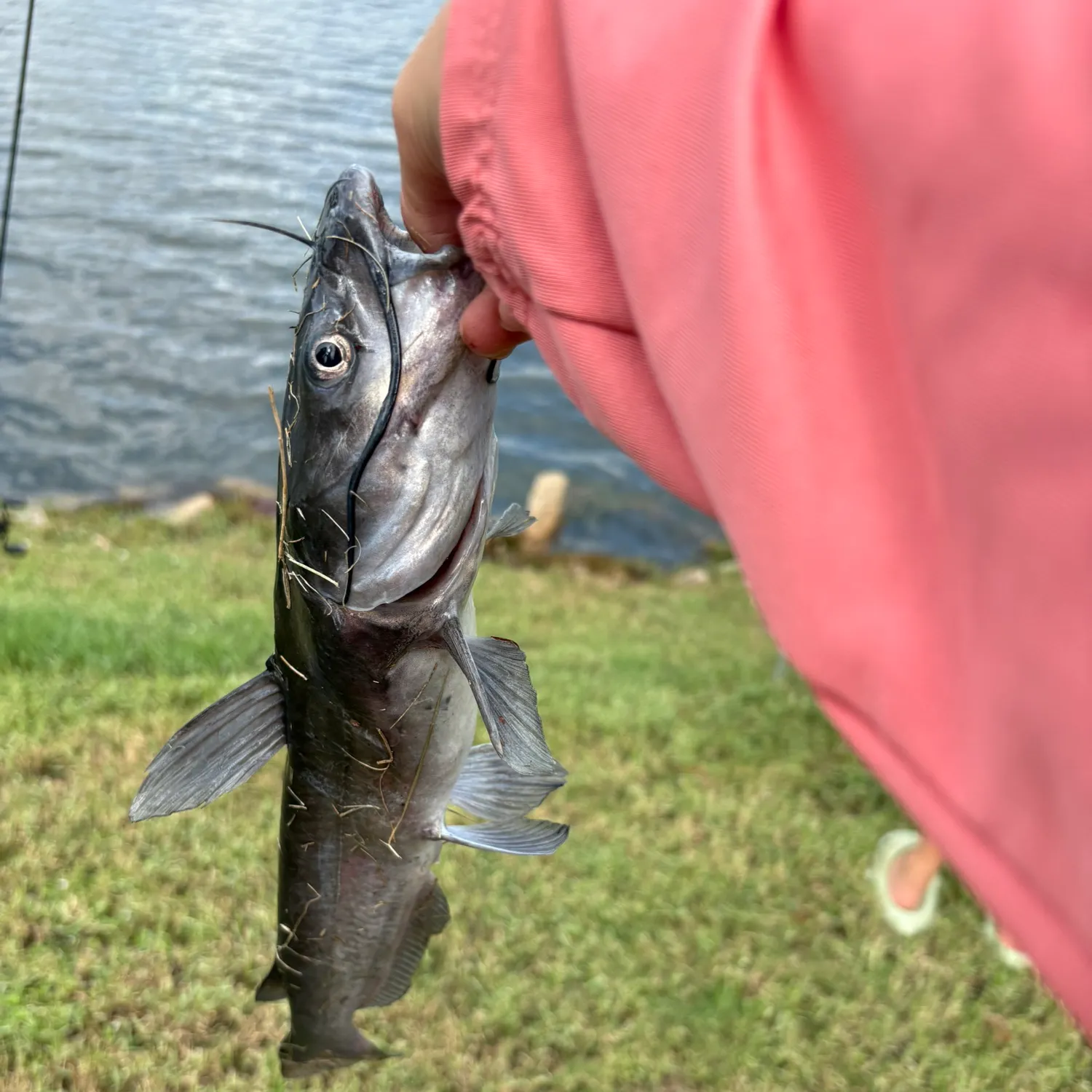 Fish caught on Fishbrain