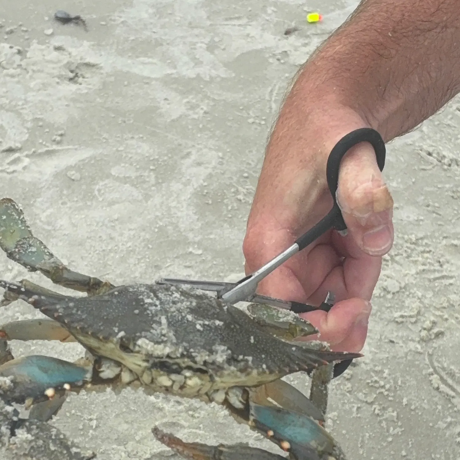 The most recent Blue swimmer crab catches on Fishbrain