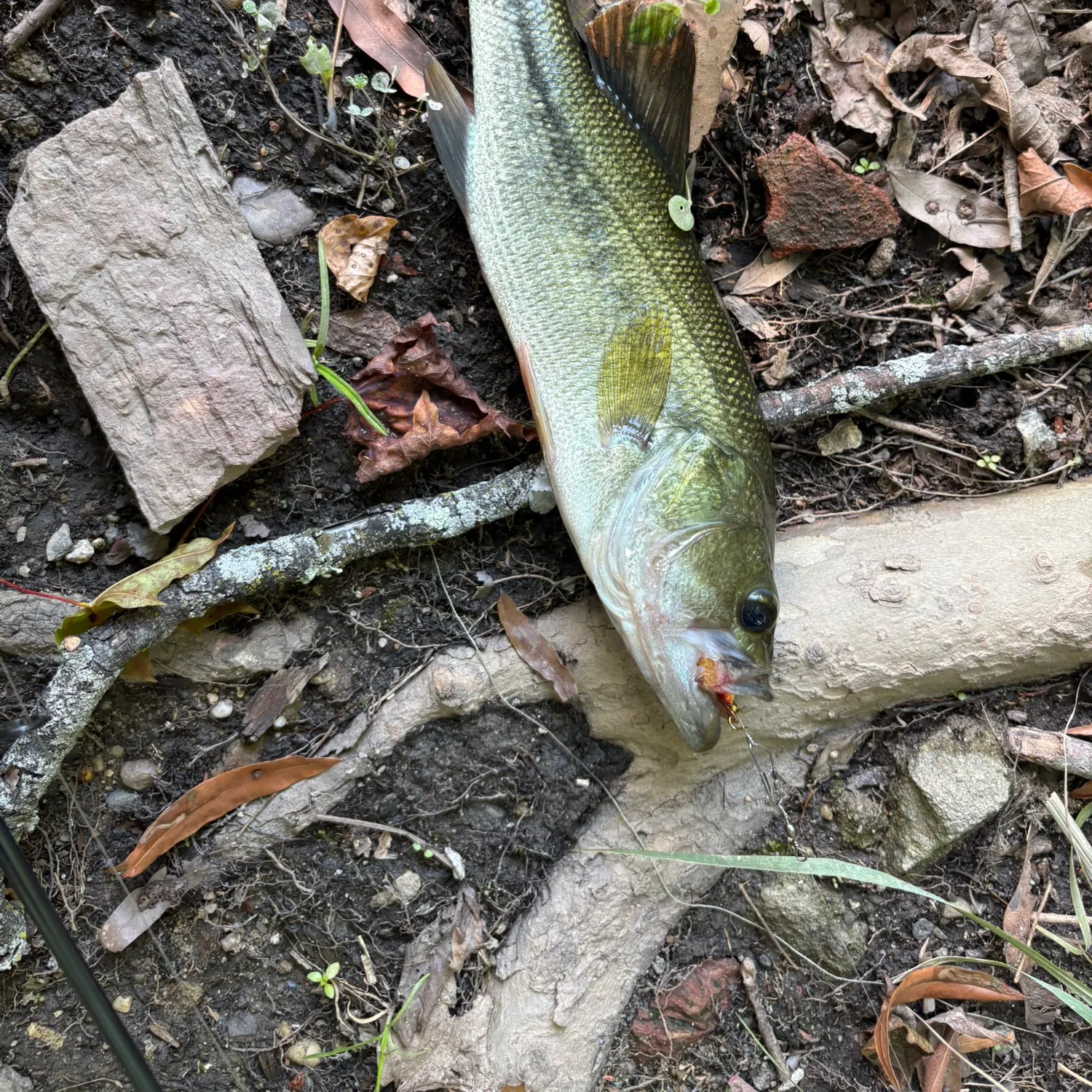 Largemouth bass caught on Fishbrain