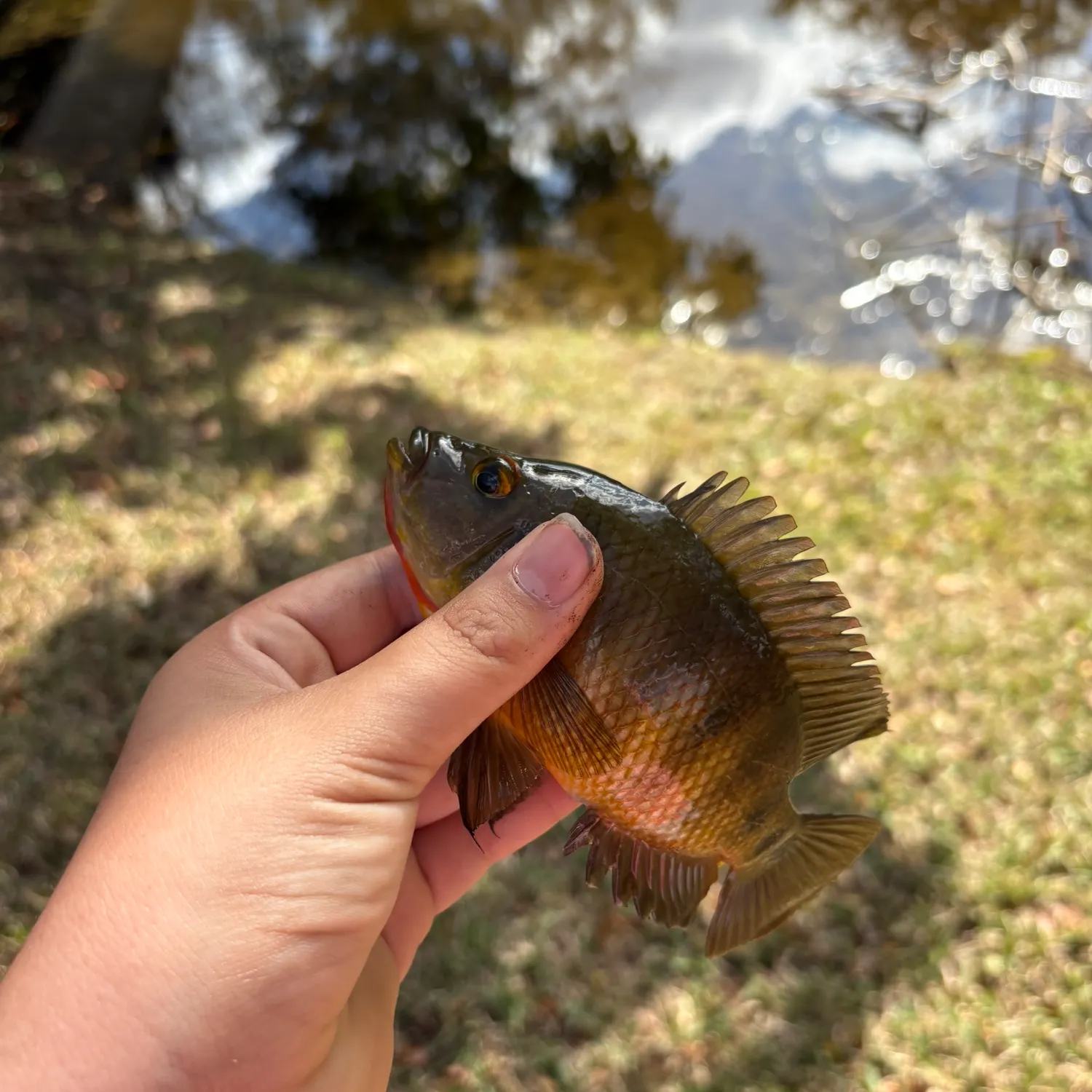 The most recent Spotted tilapia catches on Fishbrain