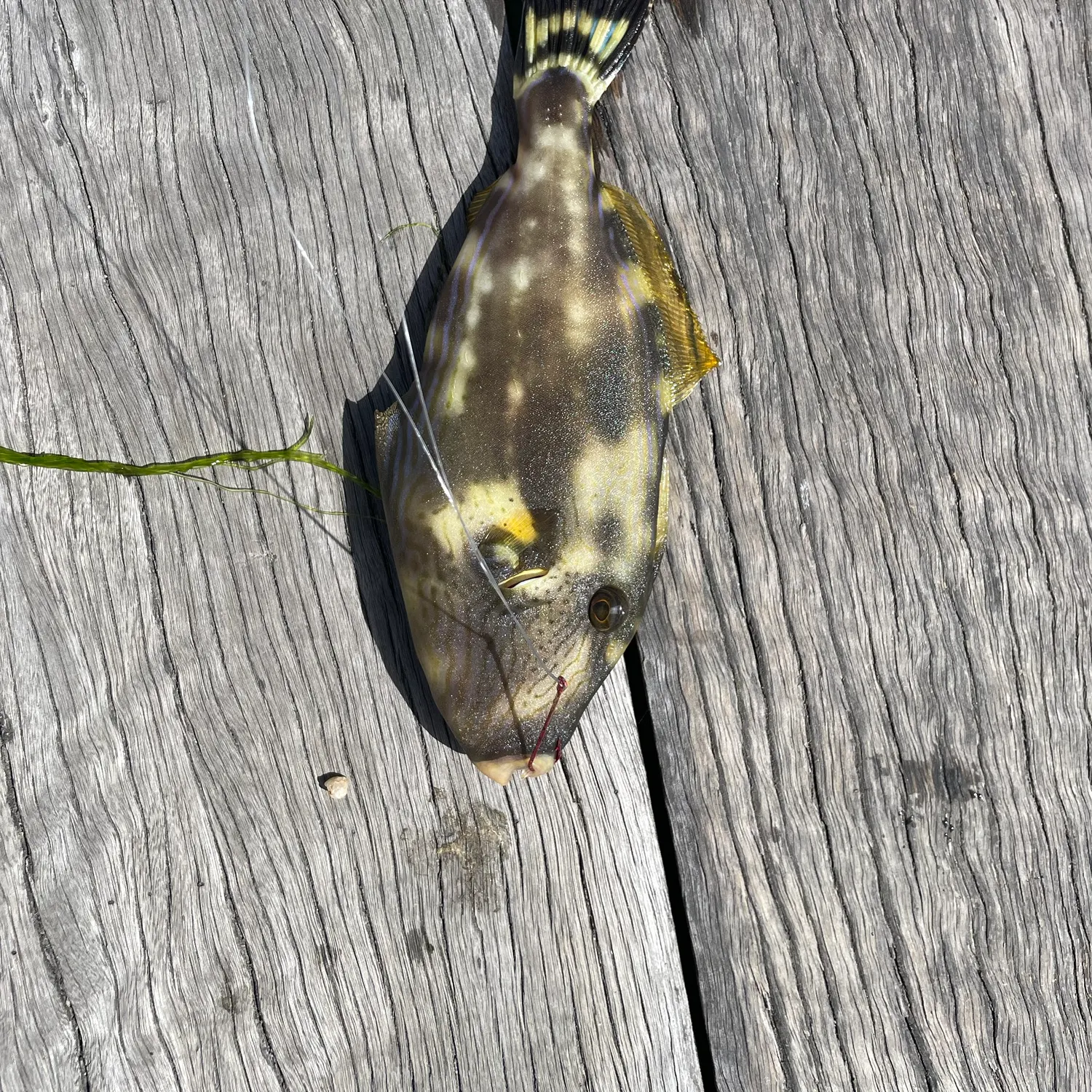 Six-spined leatherjacket caught on Fishbrain