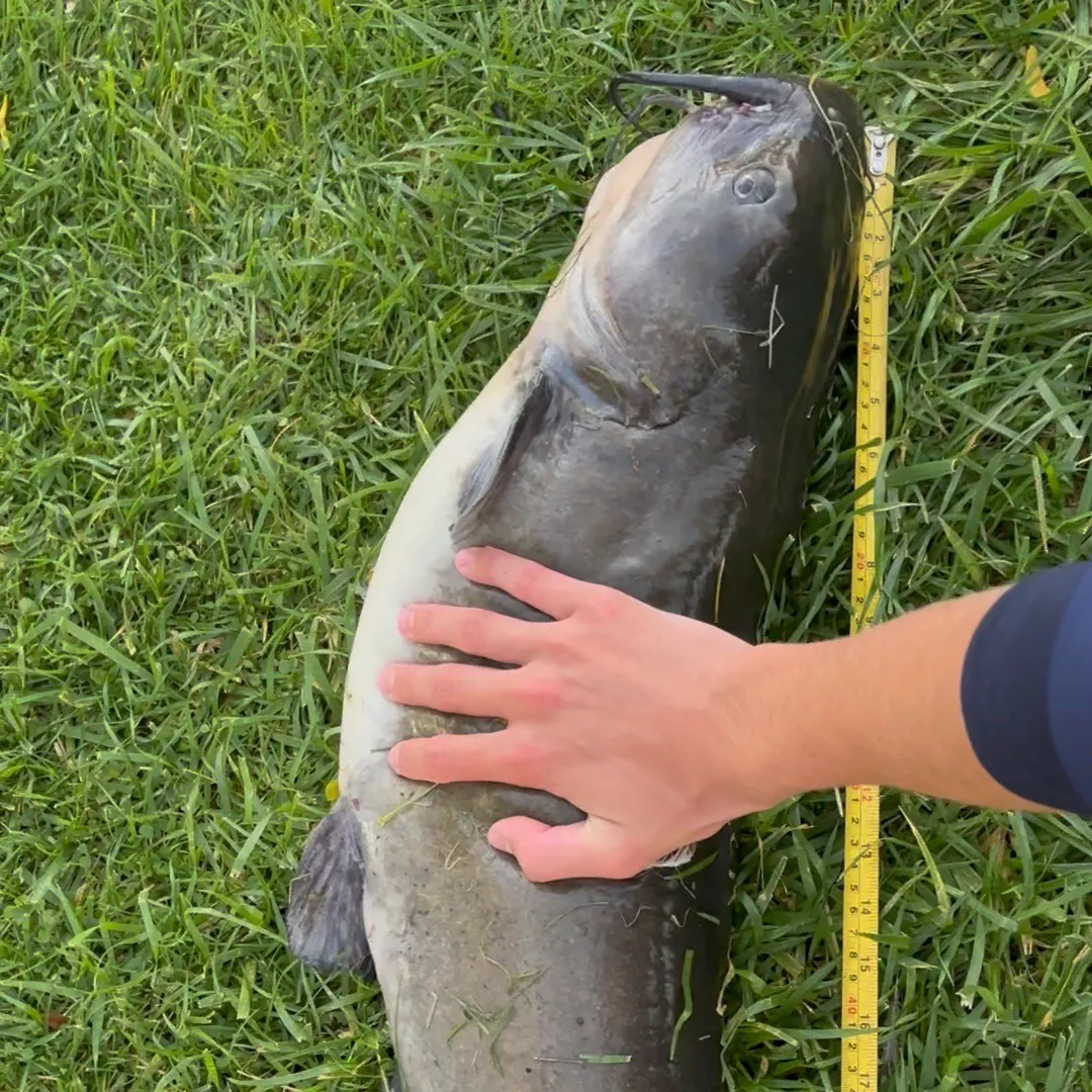 Channel catfish caught on Fishbrain