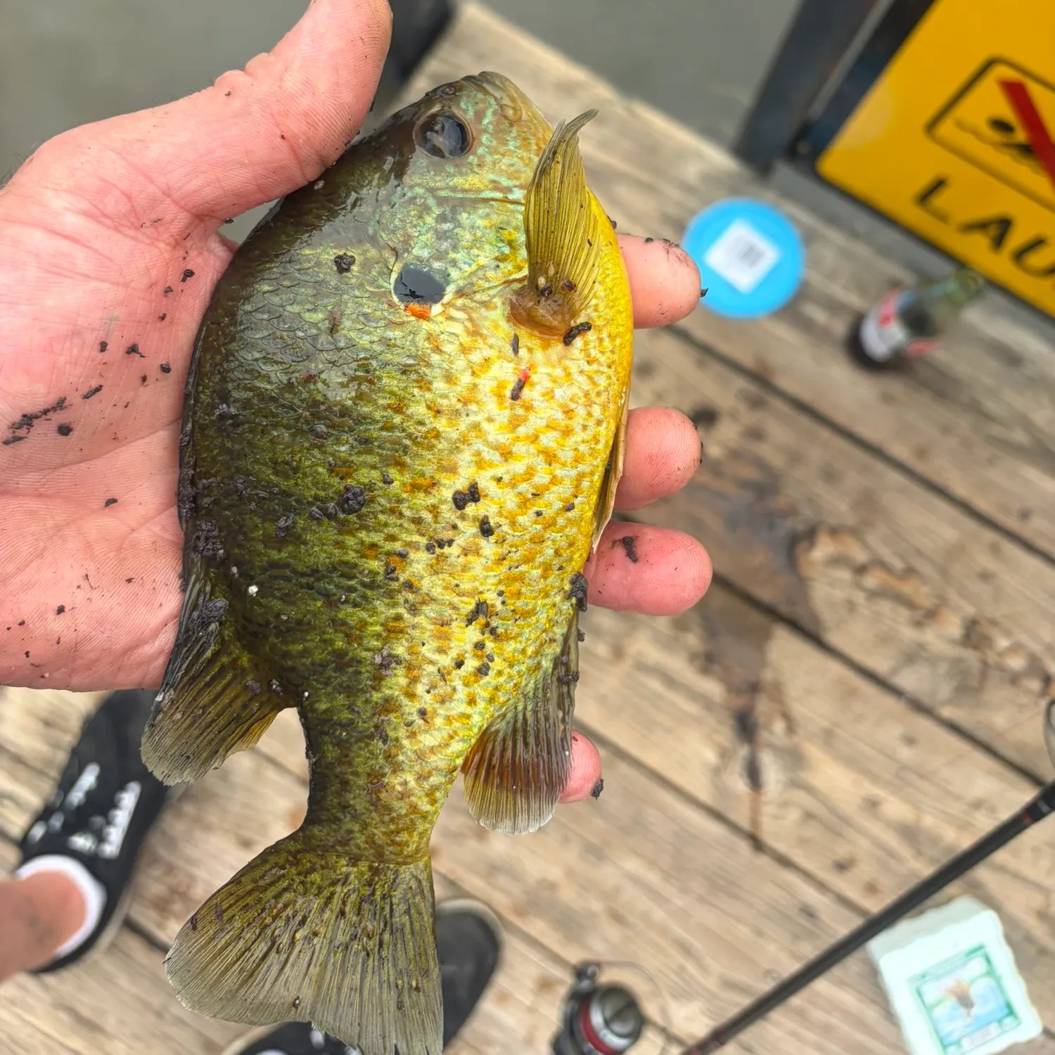 Pumpkinseed caught on Fishbrain