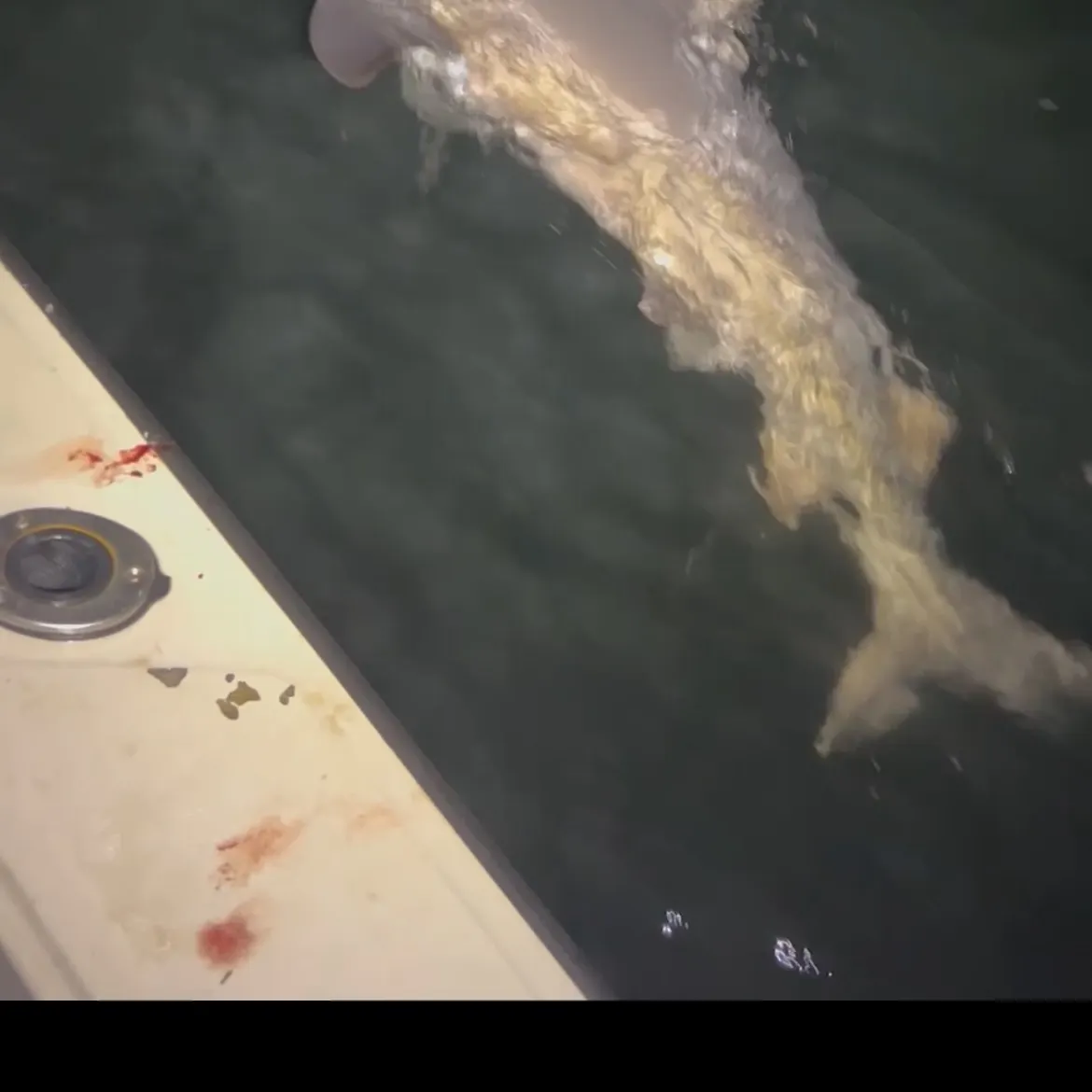 Sandbar shark caught on Fishbrain
