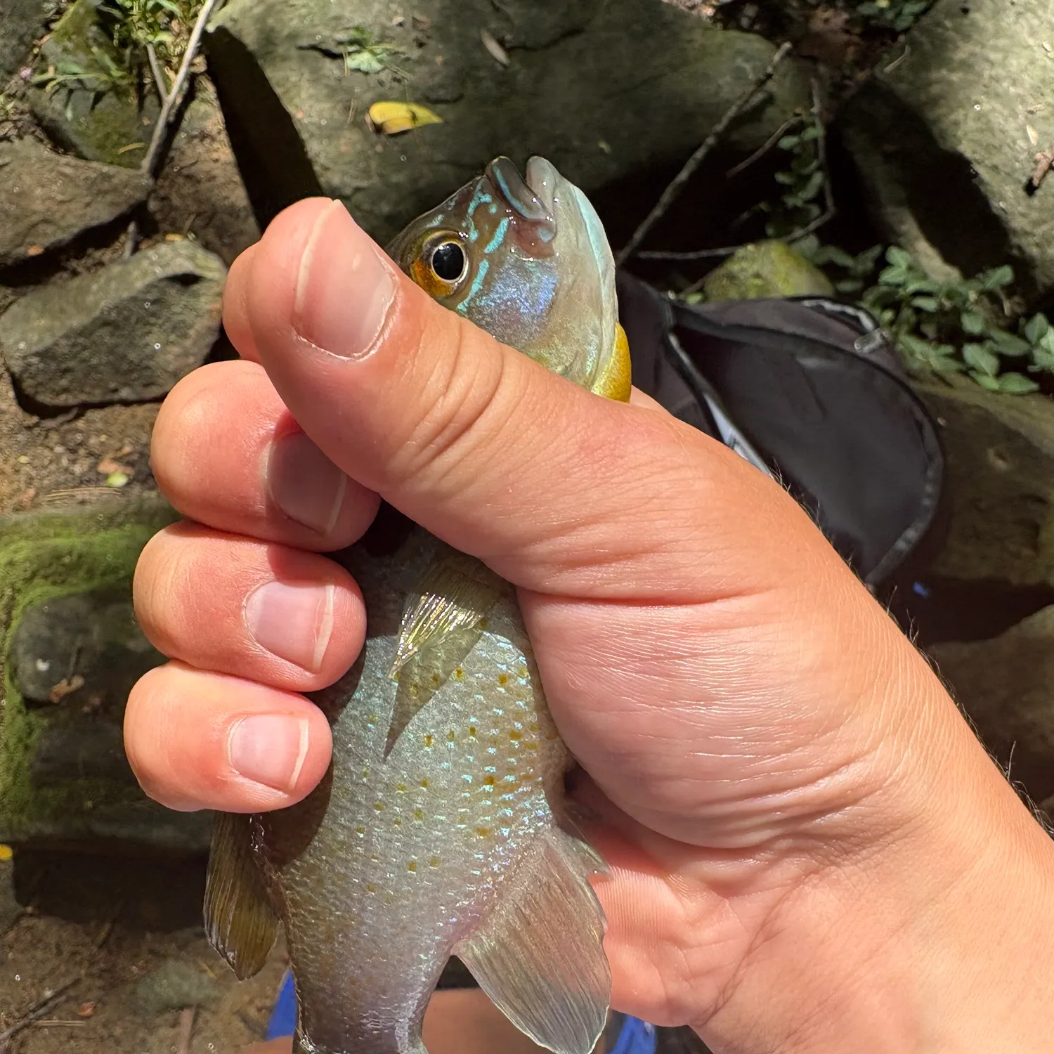 Redbreast sunfish caught on Fishbrain