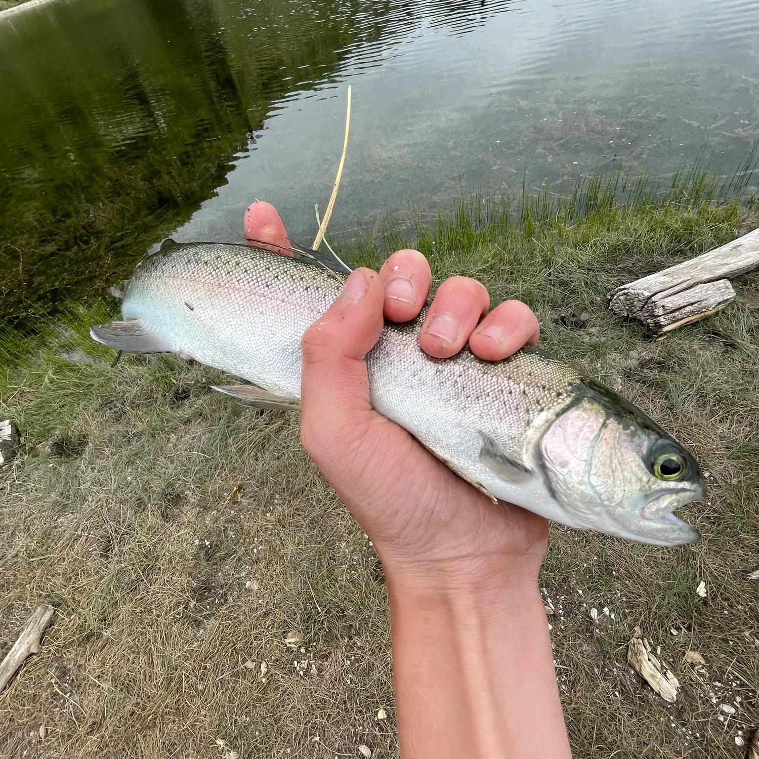 Rainbow trout caught on Fishbrain