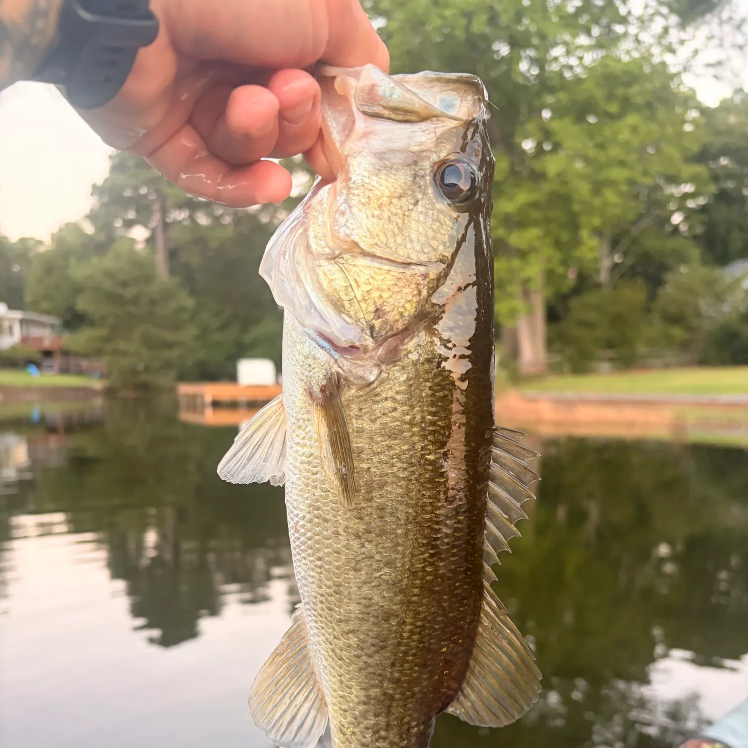 Largemouth bass caught on Fishbrain