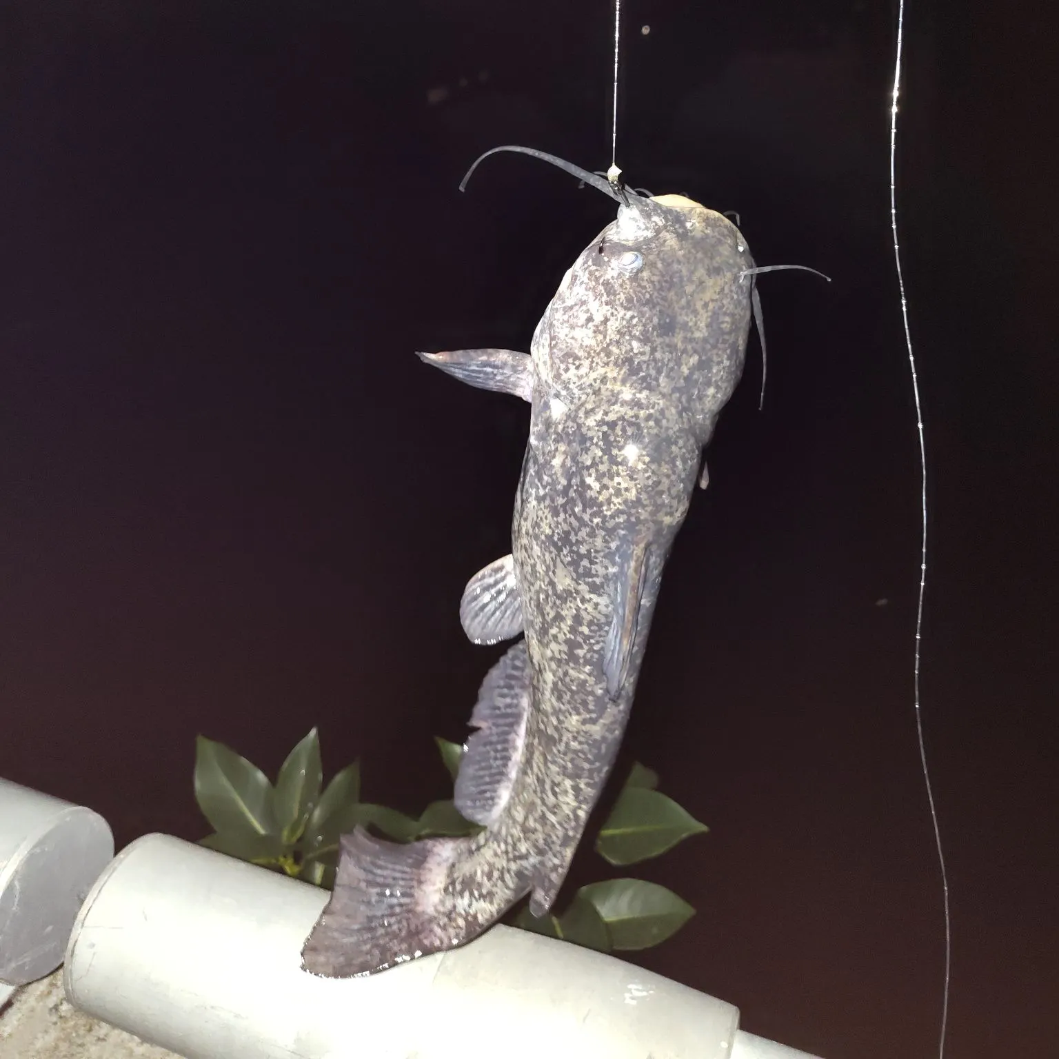 The most recent Channel catfish catches on Fishbrain