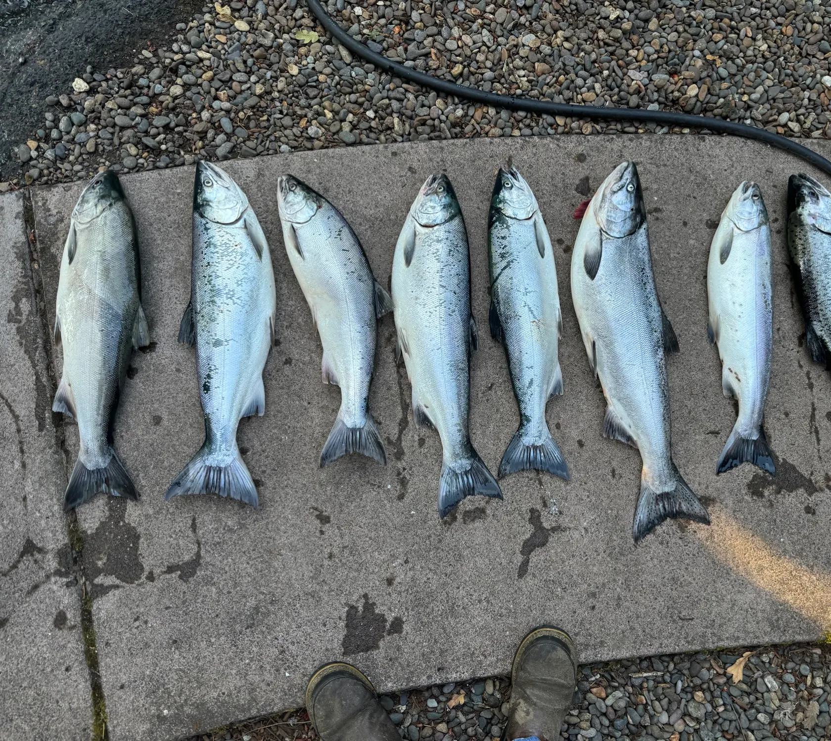 recently logged catches