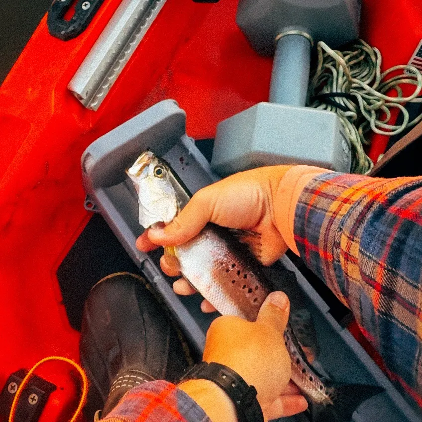 Spotted seatrout caught on Fishbrain