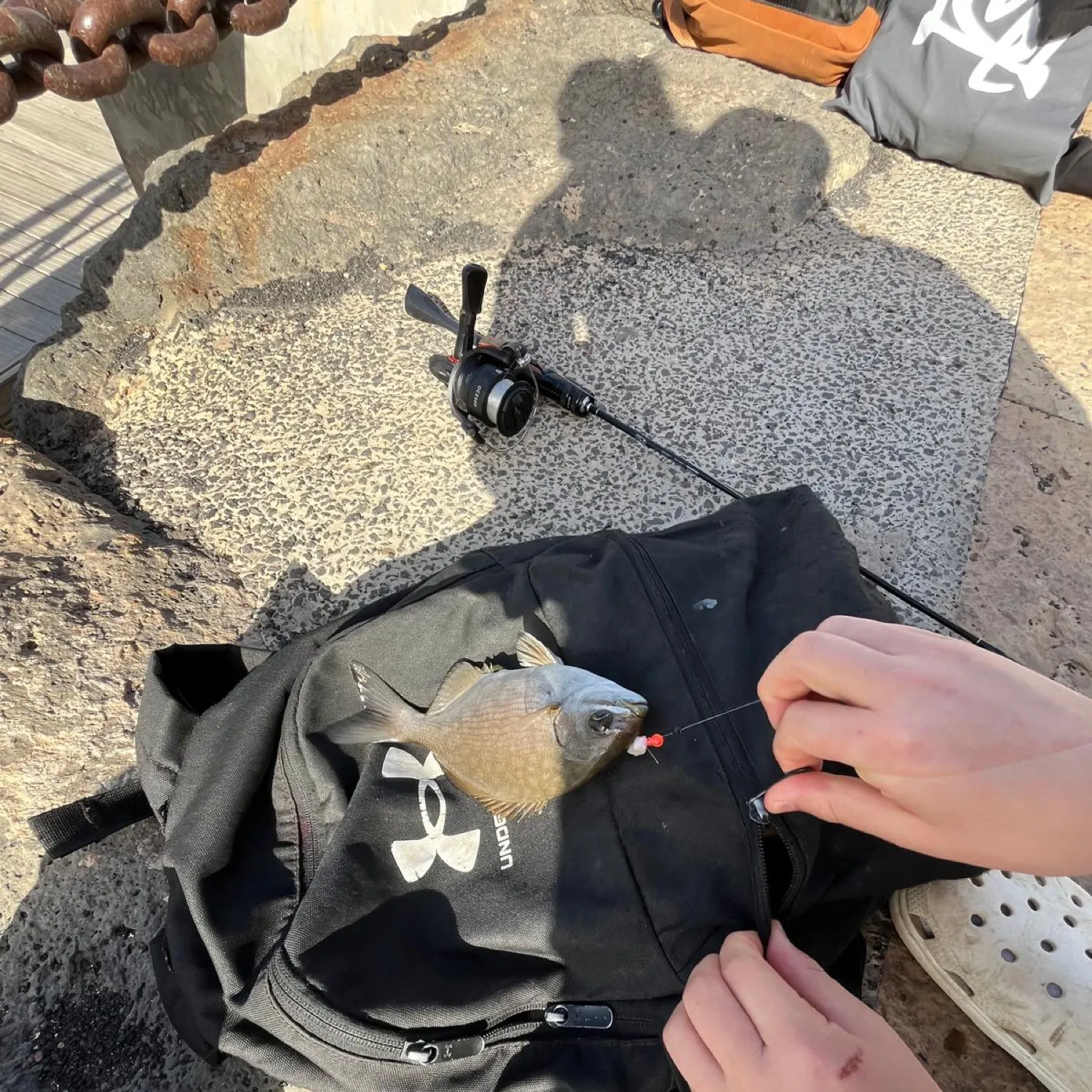 recently logged catches