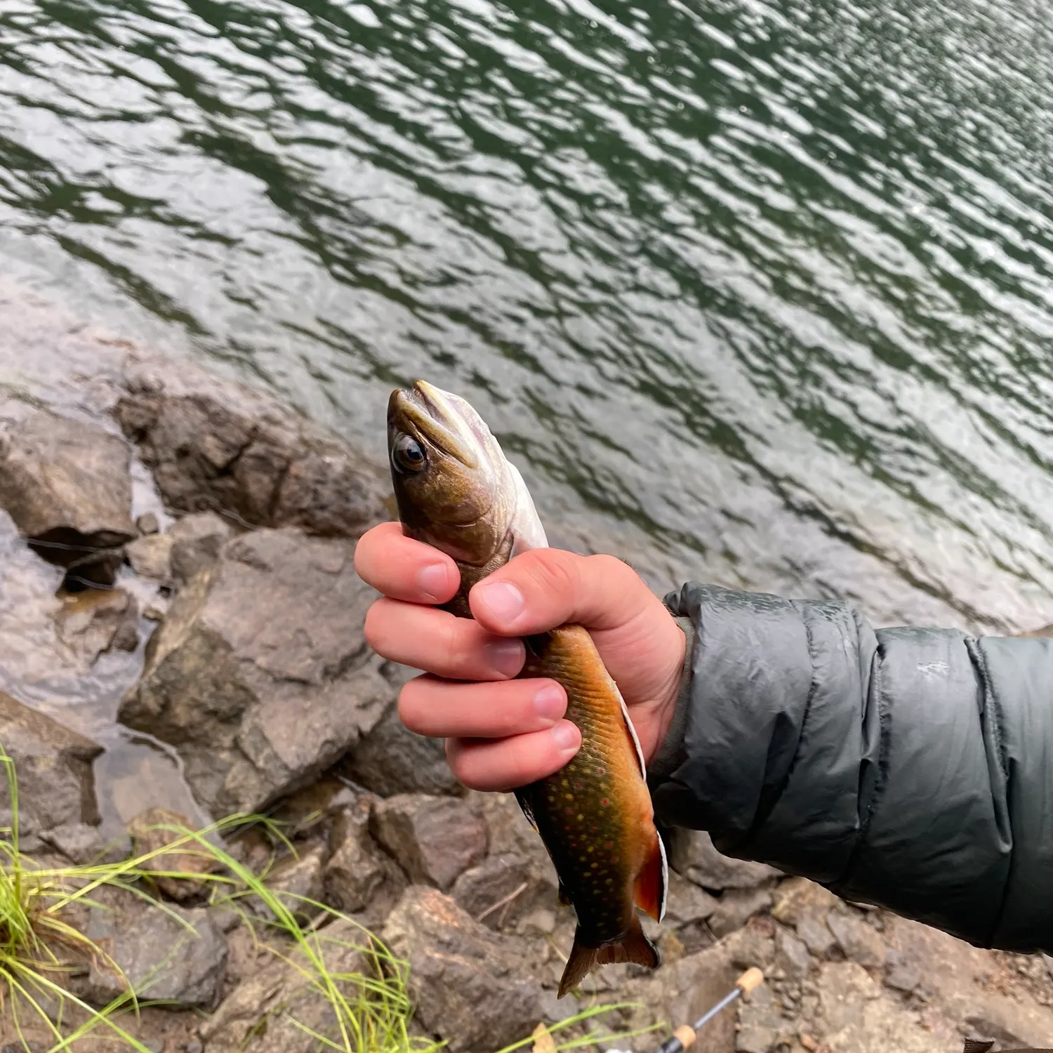 Brook trout caught on Fishbrain