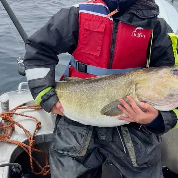Atlantic cod caught on Fishbrain