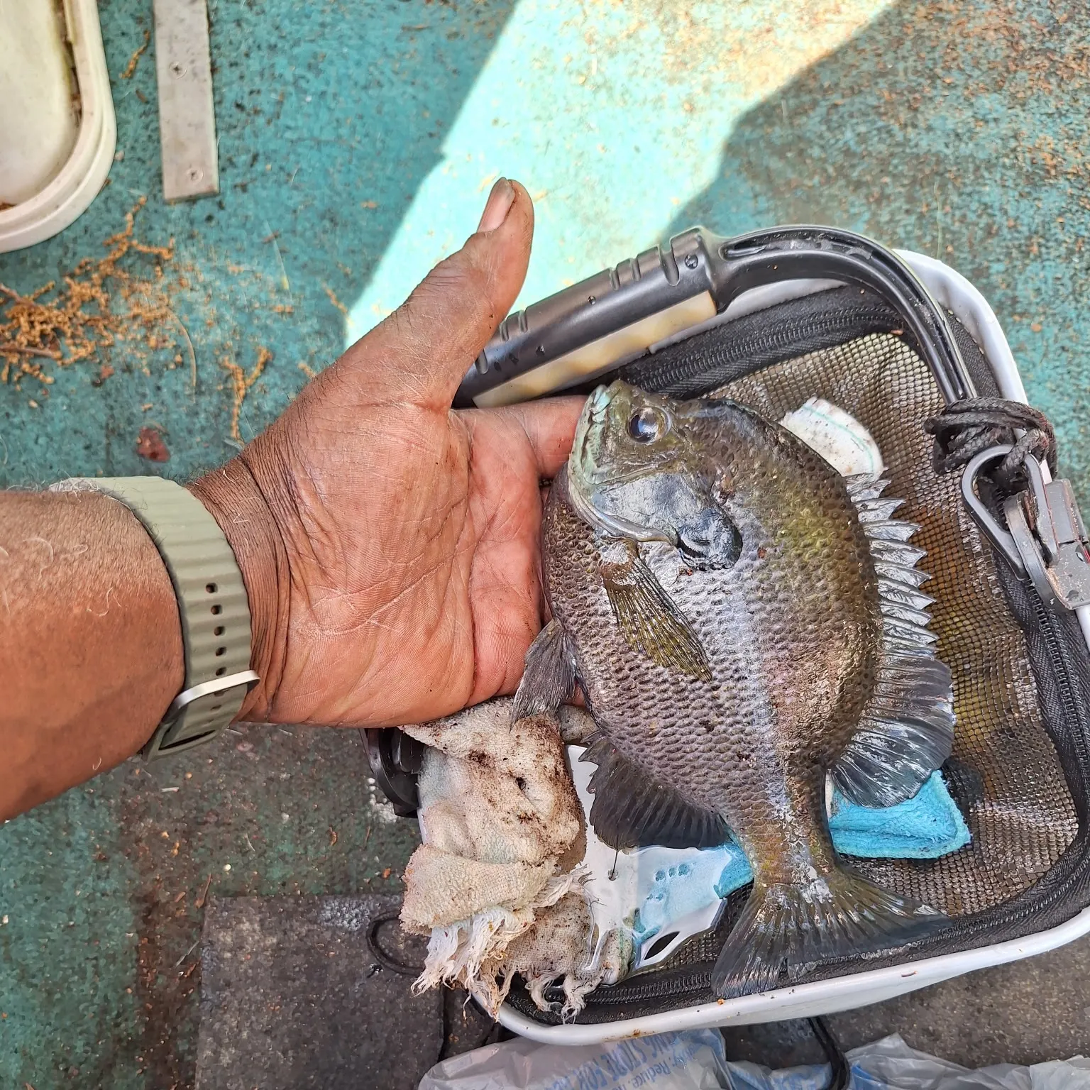 The most recent Redspotted sunfish catches on Fishbrain