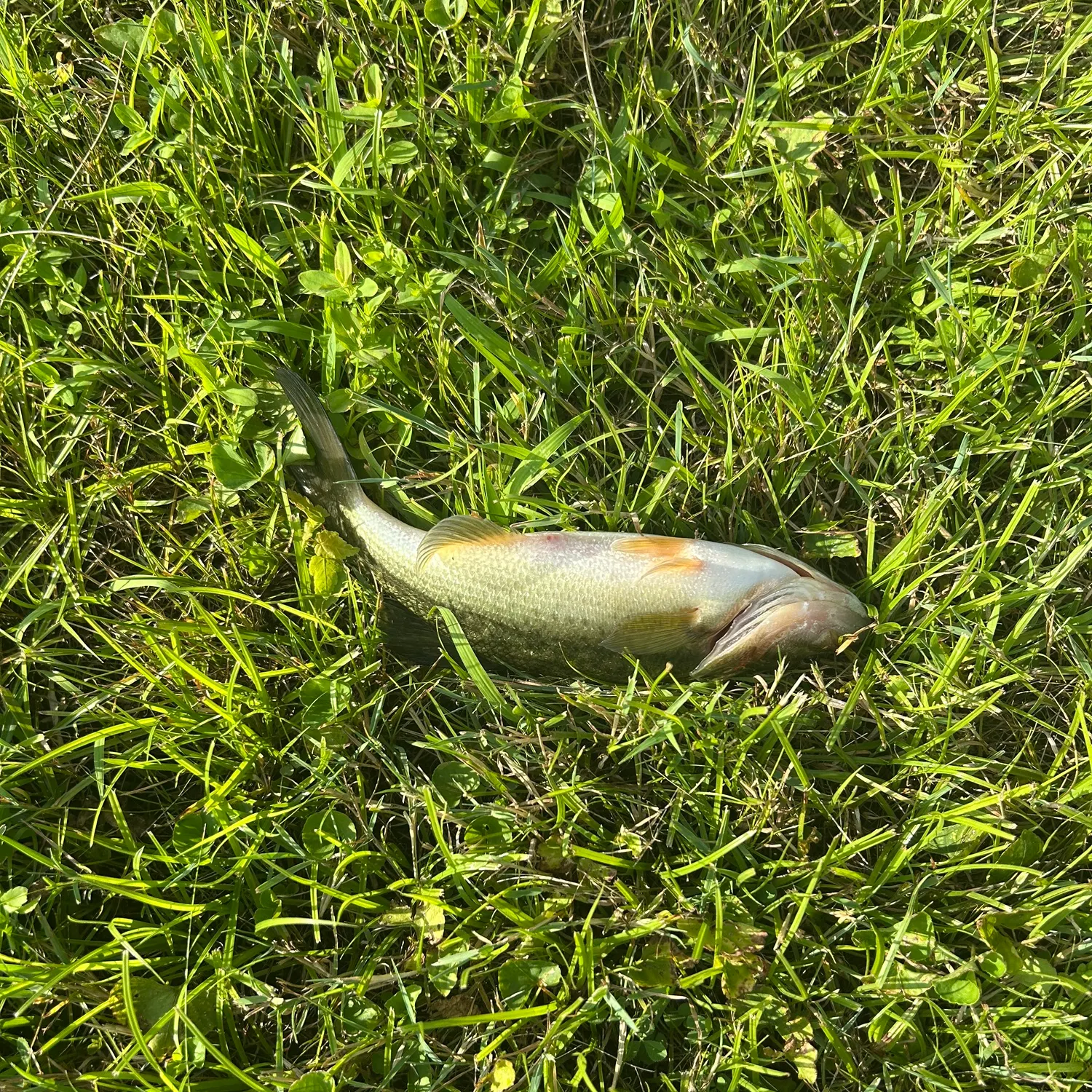 The most recent Sand sillago catches on Fishbrain
