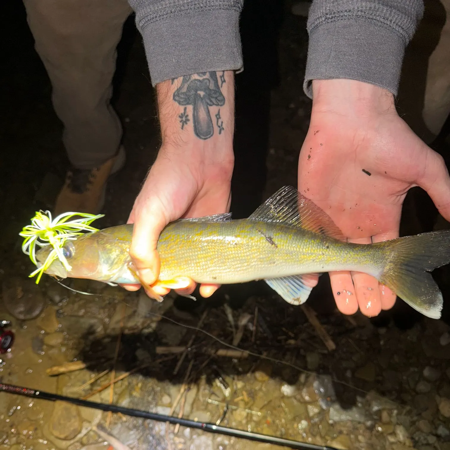 Walleye caught on Fishbrain