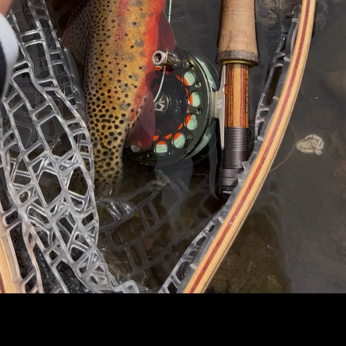 The most recent Colorado river cutthroat trout catches on Fishbrain