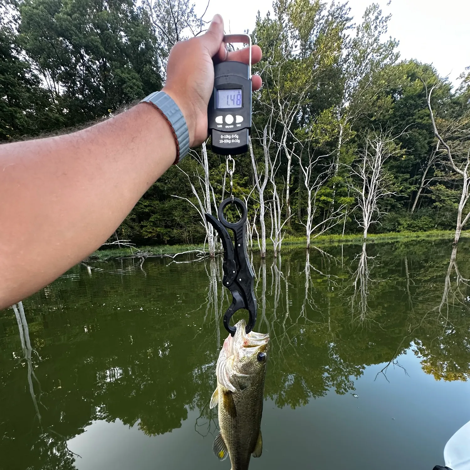 Largemouth bass caught on Fishbrain