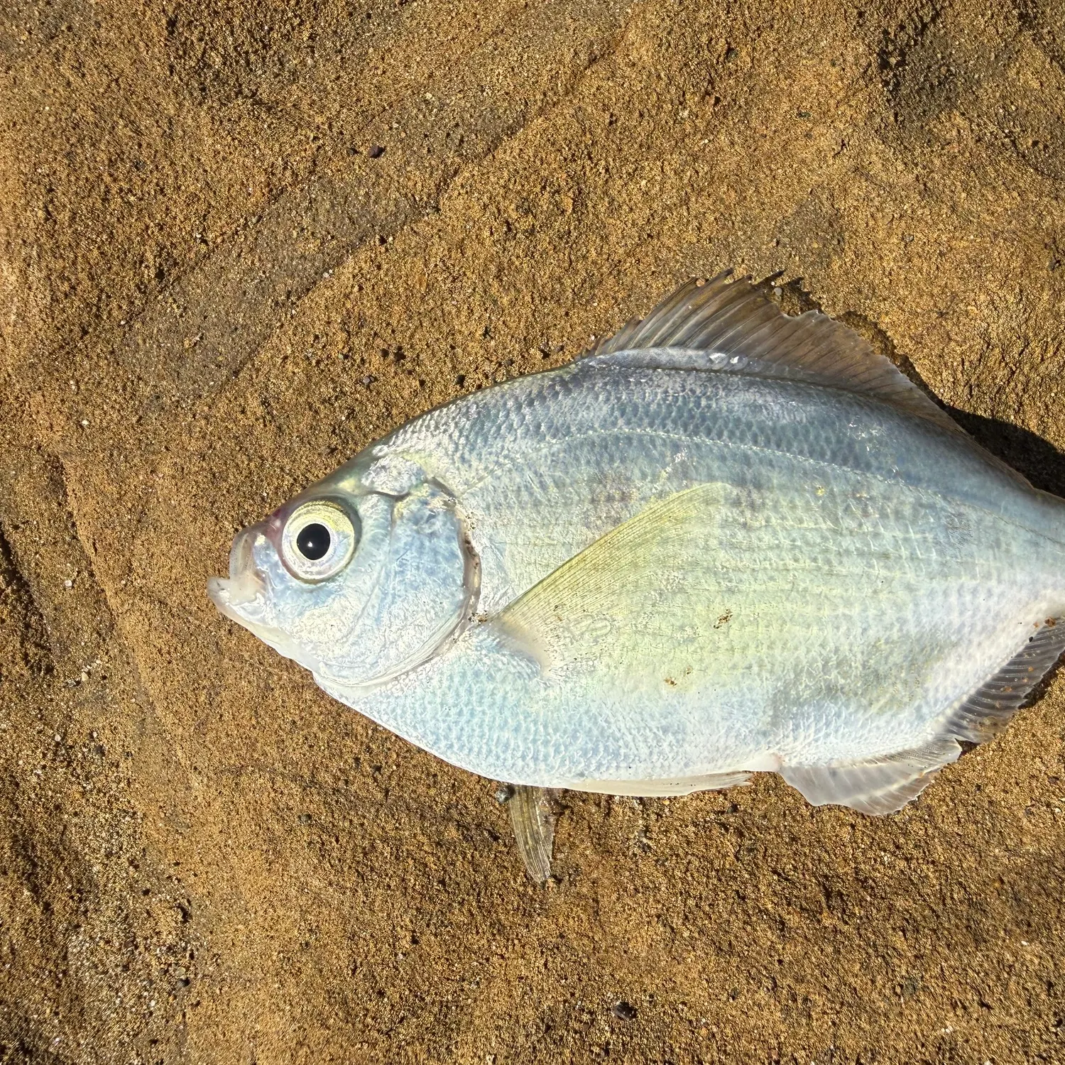 The most recent Silver surfperch catches on Fishbrain