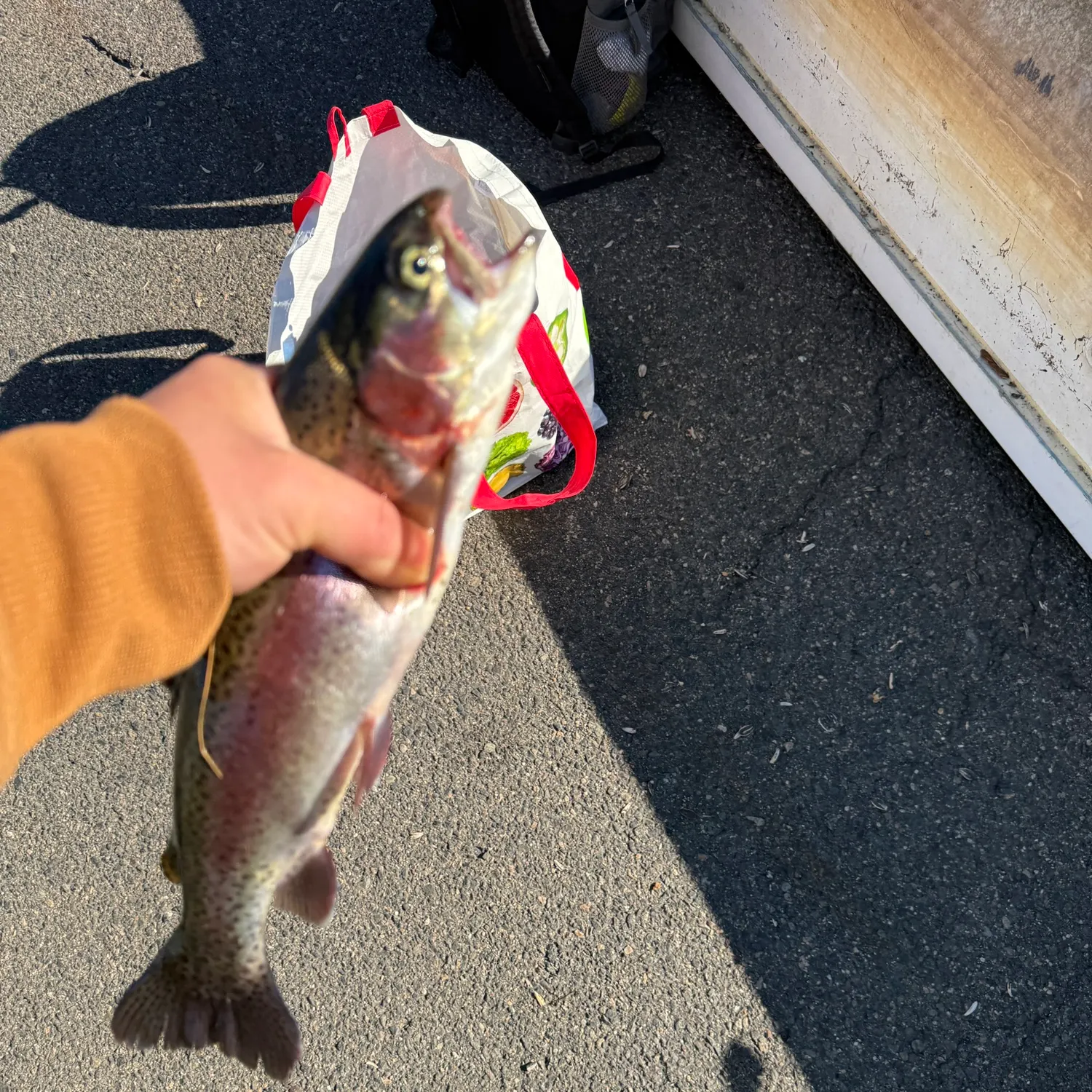Rainbow trout caught on Fishbrain