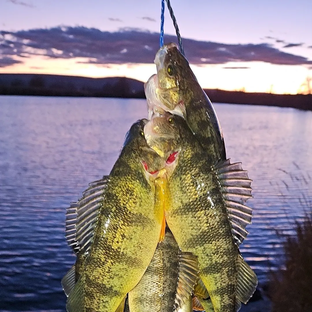 angler catch