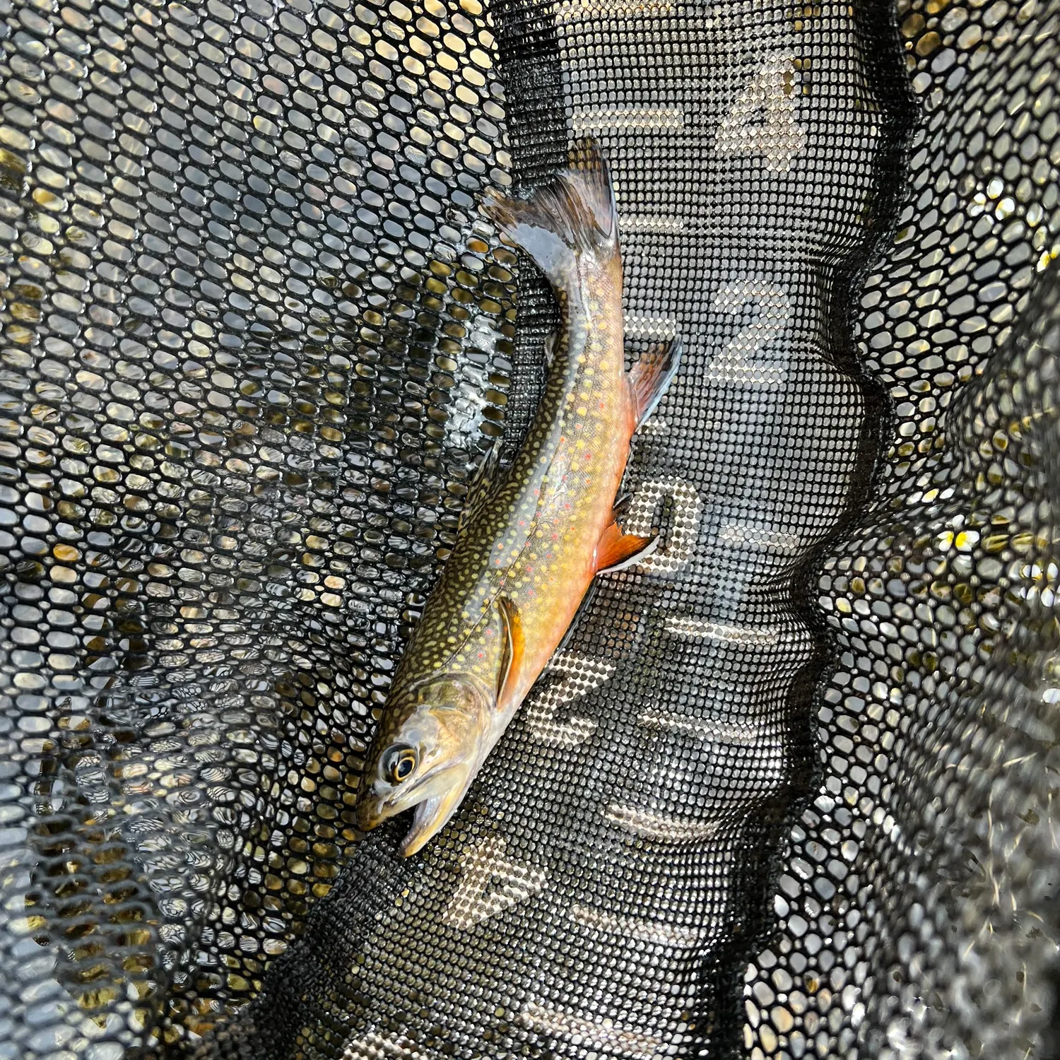 The most recent Brook trout catches on Fishbrain