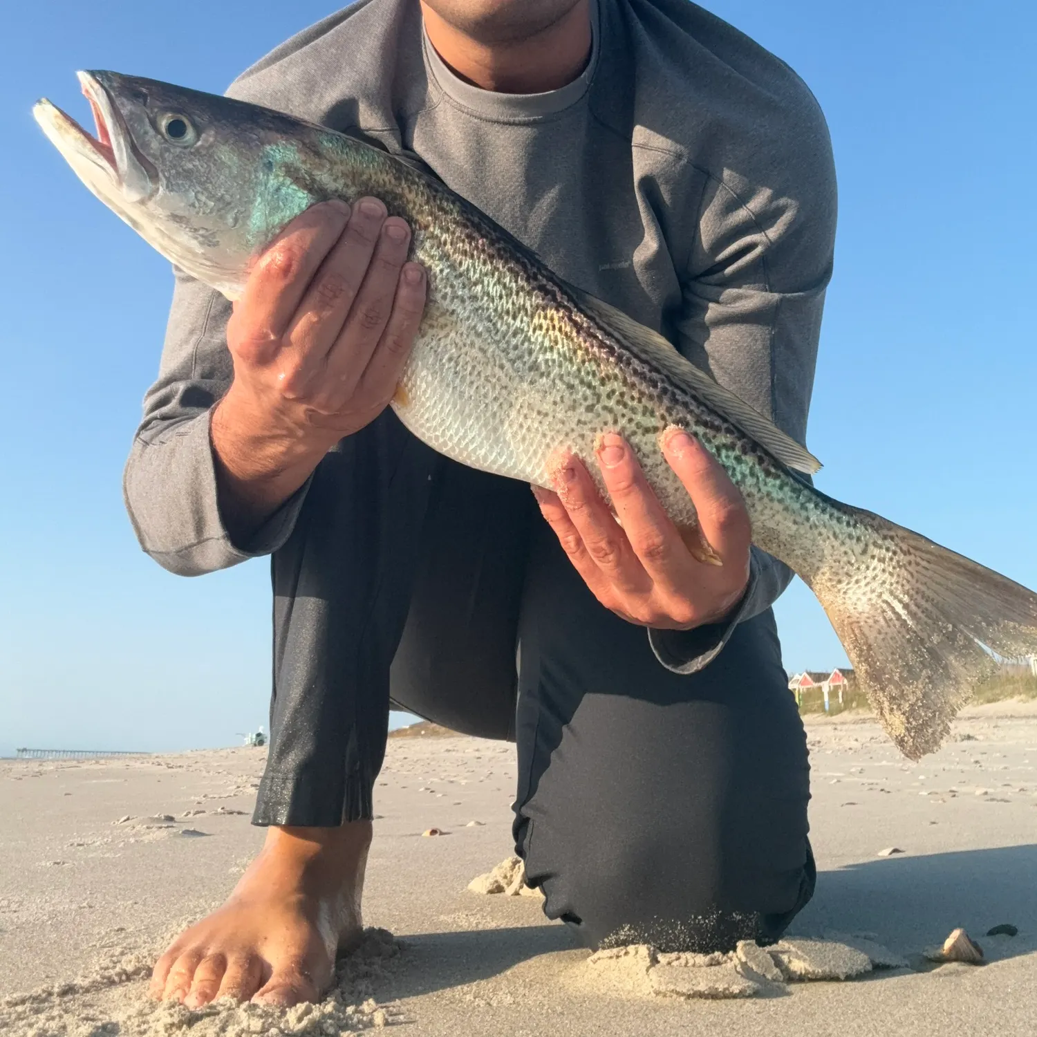Gray weakfish caught on Fishbrain